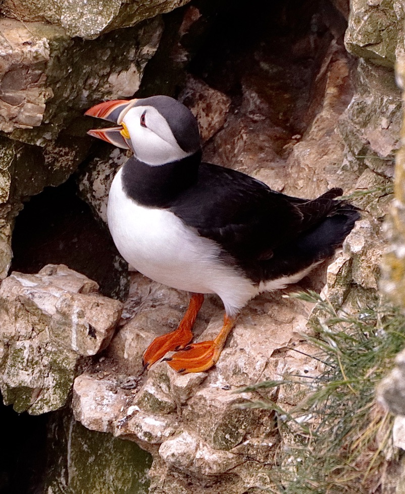 Image: A Laughing Puffin