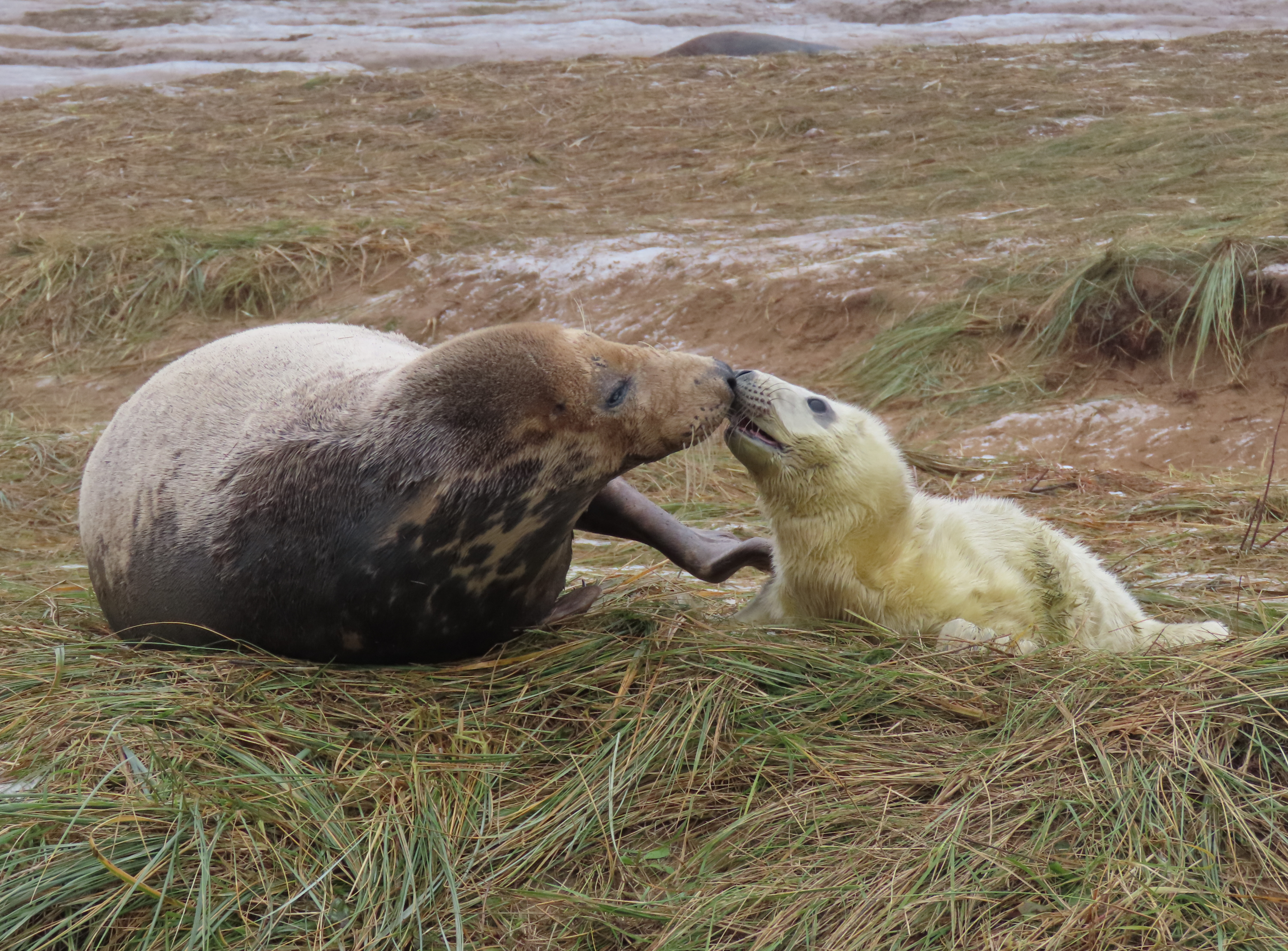 Image: A Mothers Love
