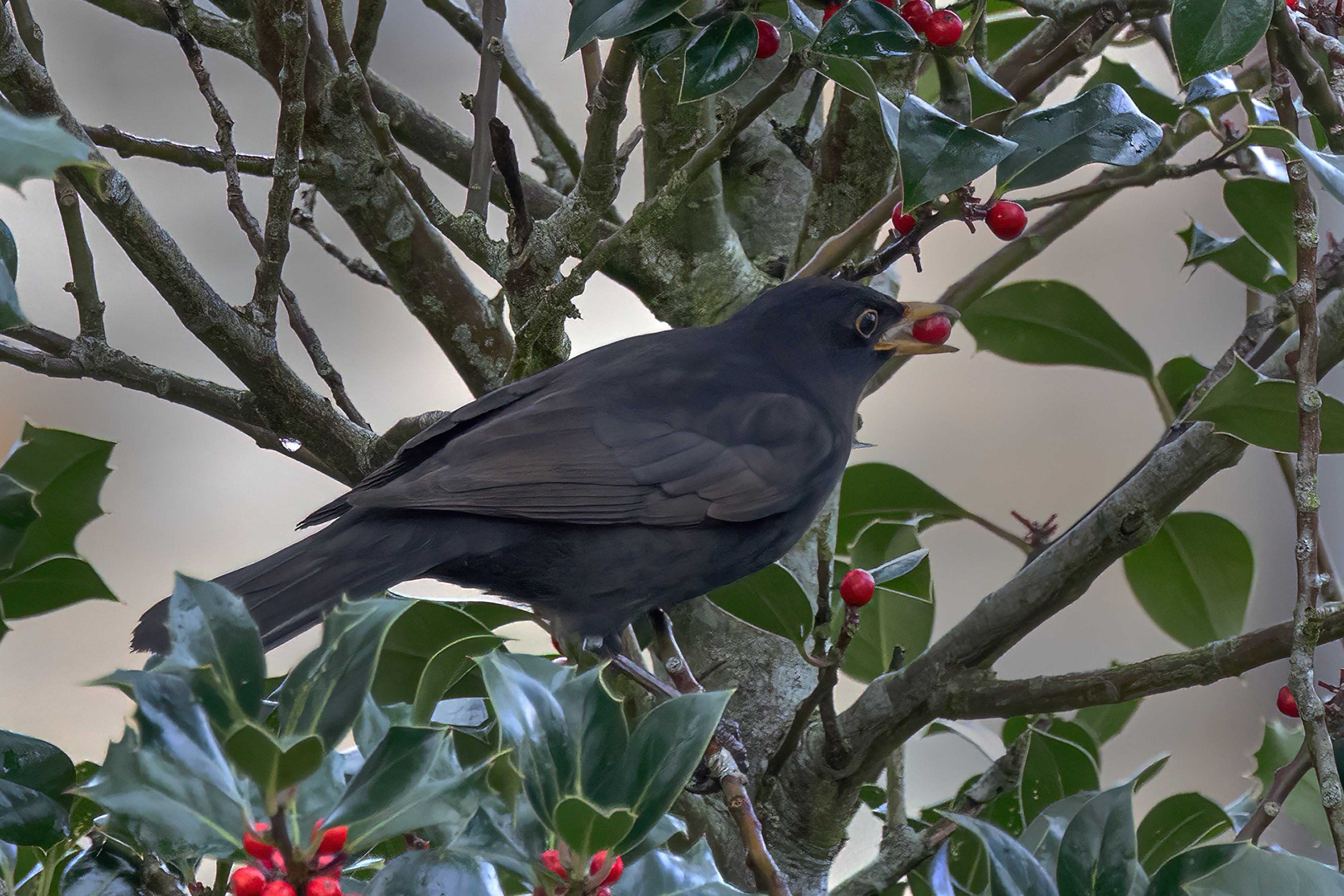 Image: A Winter Feast