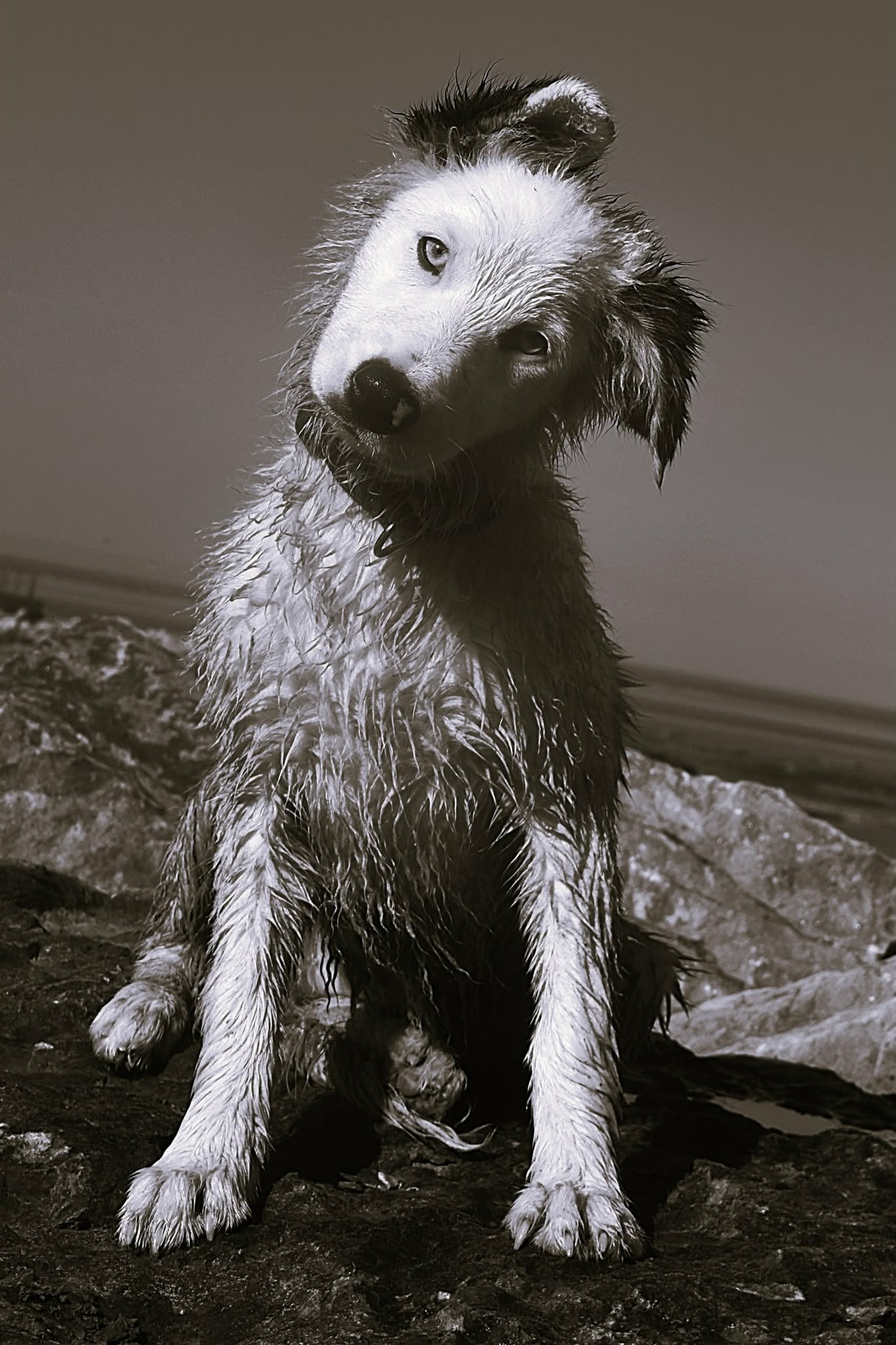 Image: A puppy named ghost
