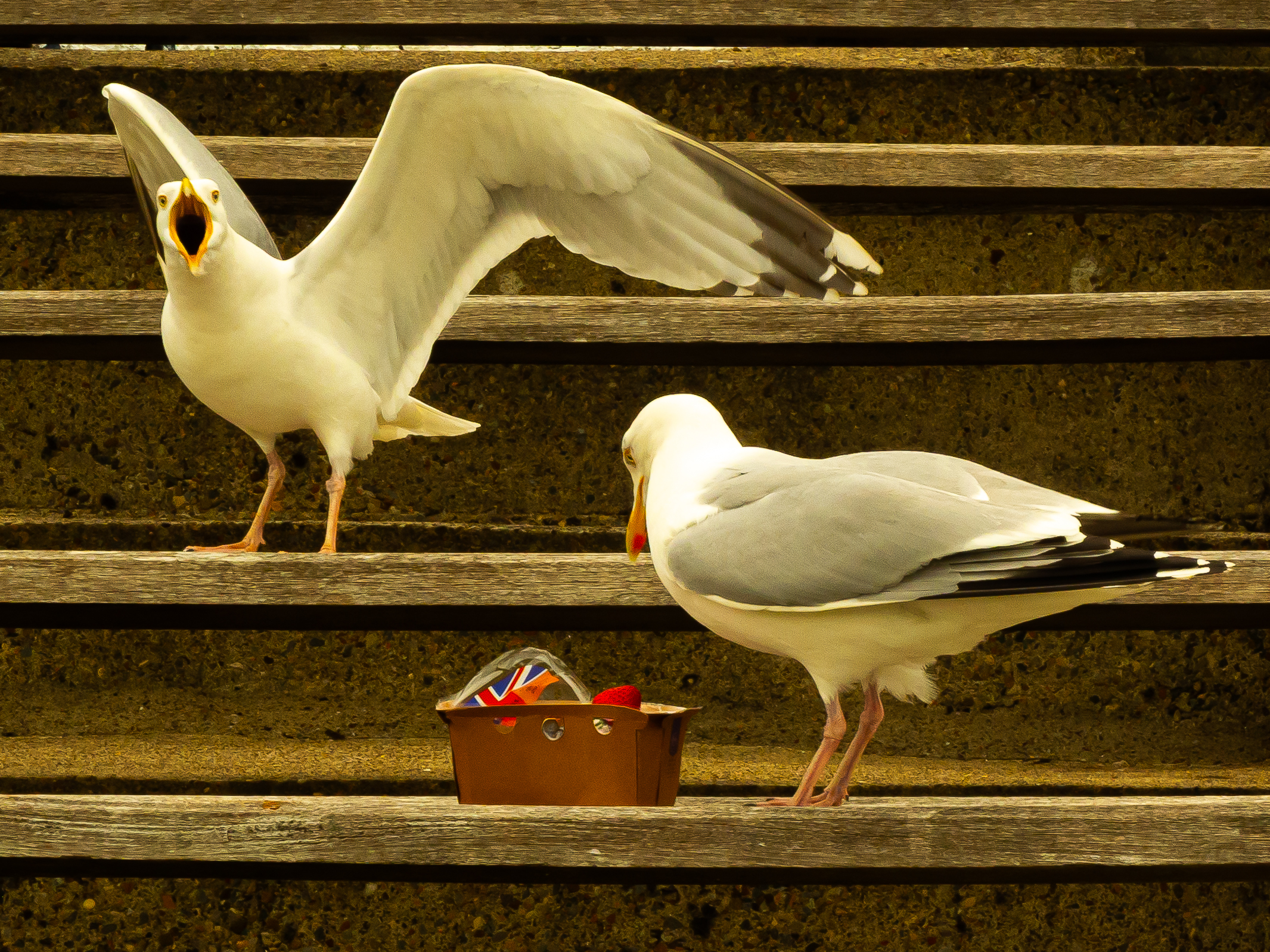 Image: All beak and no bite