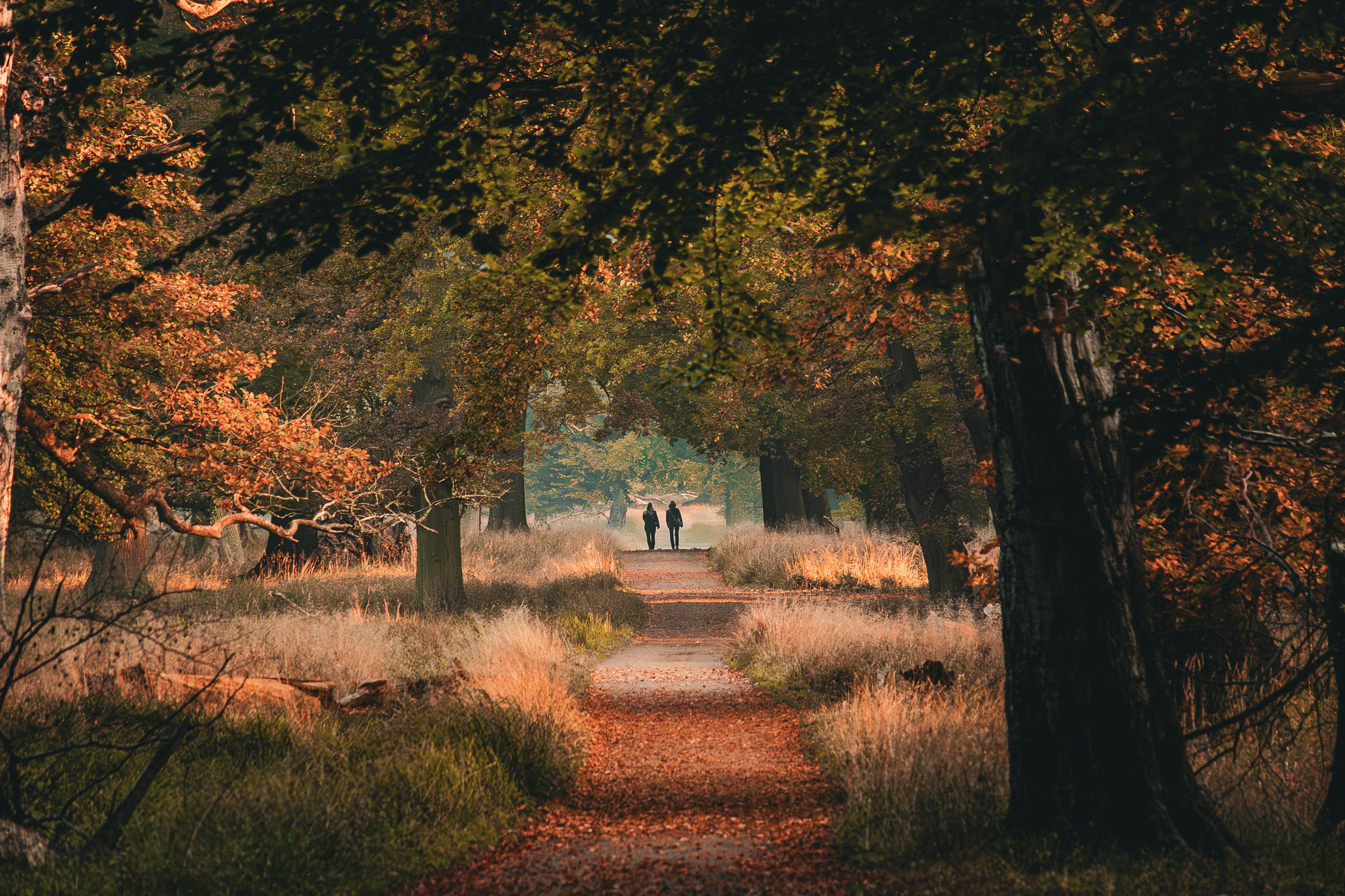 Image: Autumn Walk