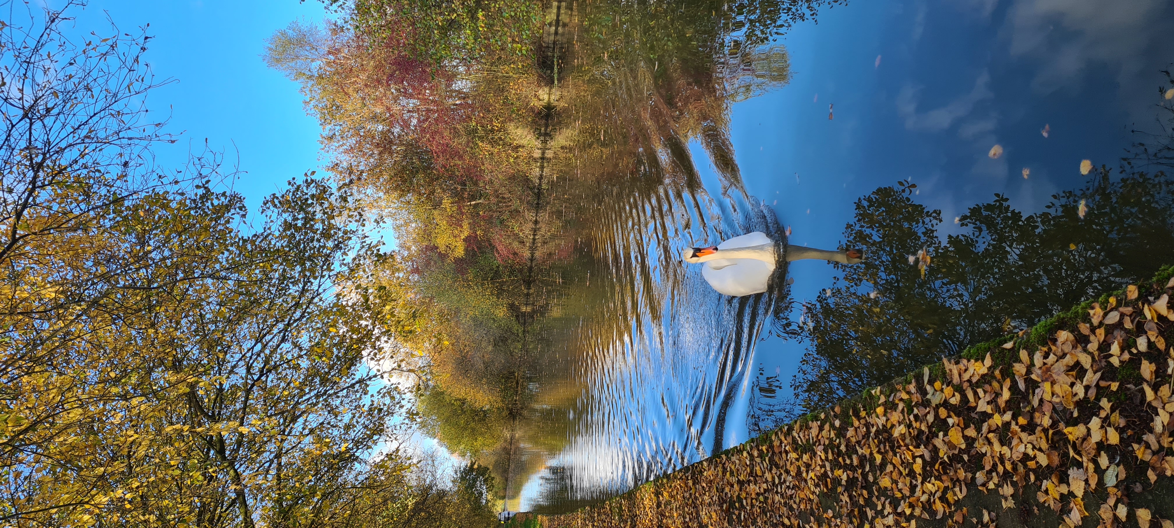 Image: Autumnal water
