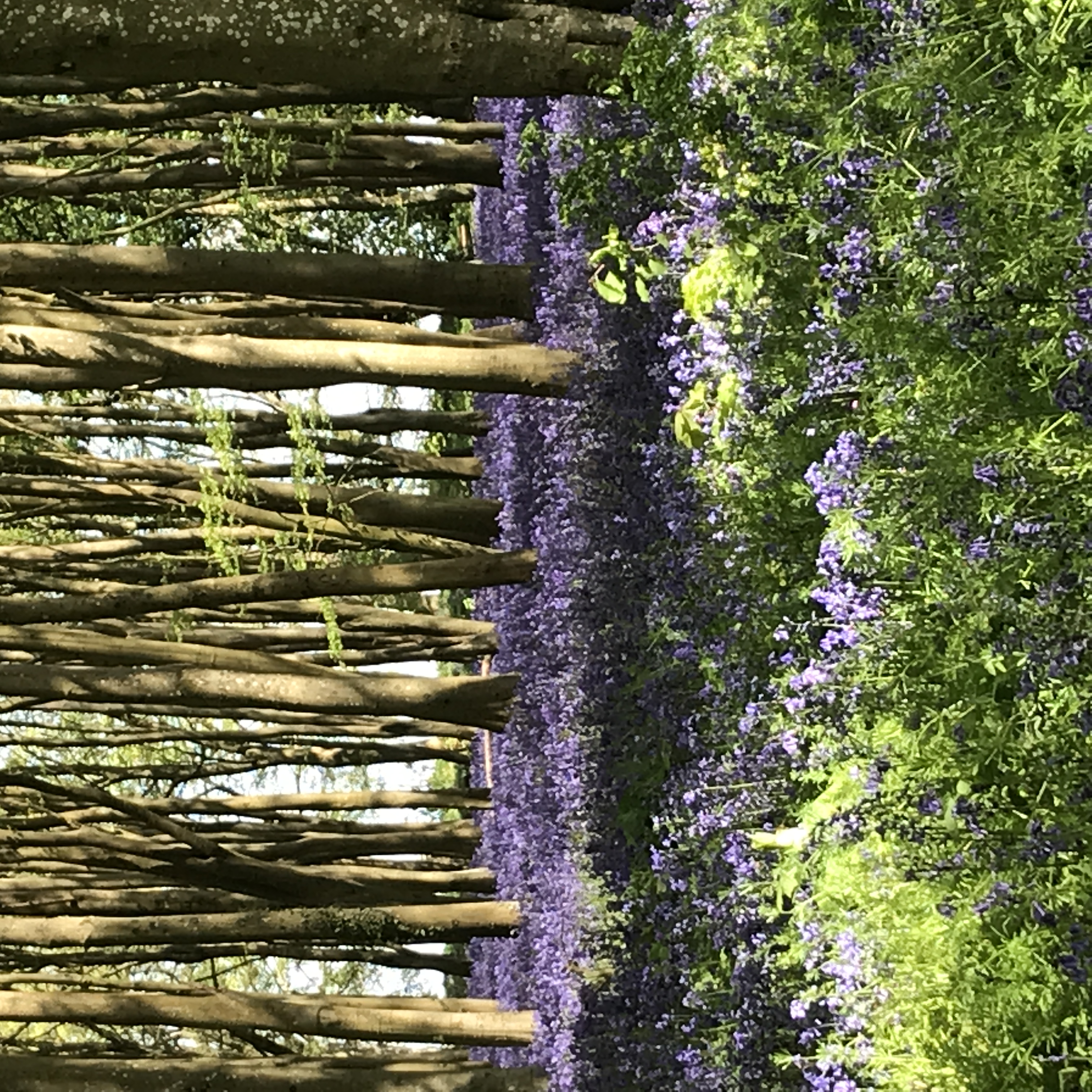 Image: Badbury Bluebells