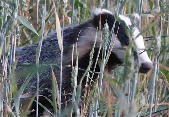 Image: Badgering the Wheat