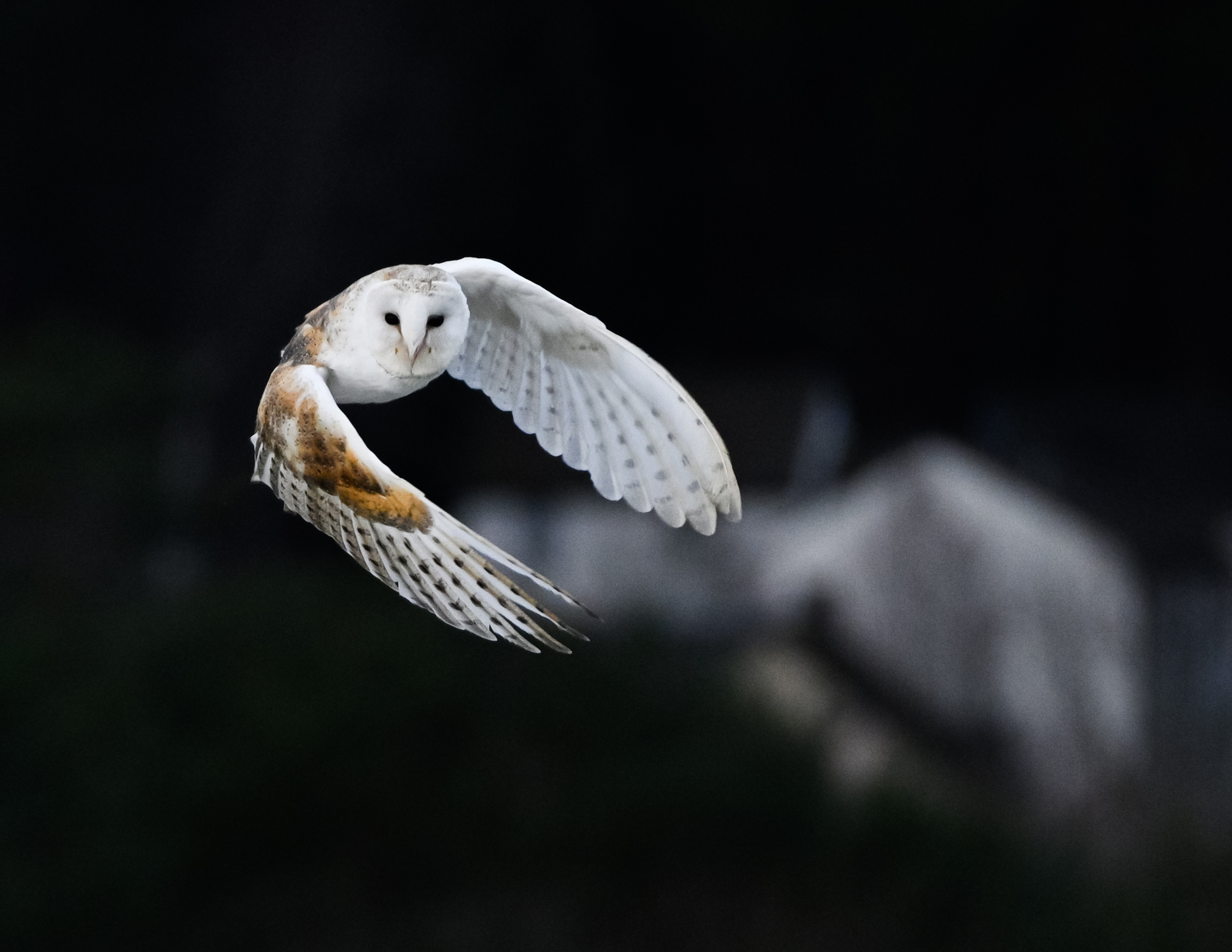 Image: Barn Owl hunting in Rothiemurches 