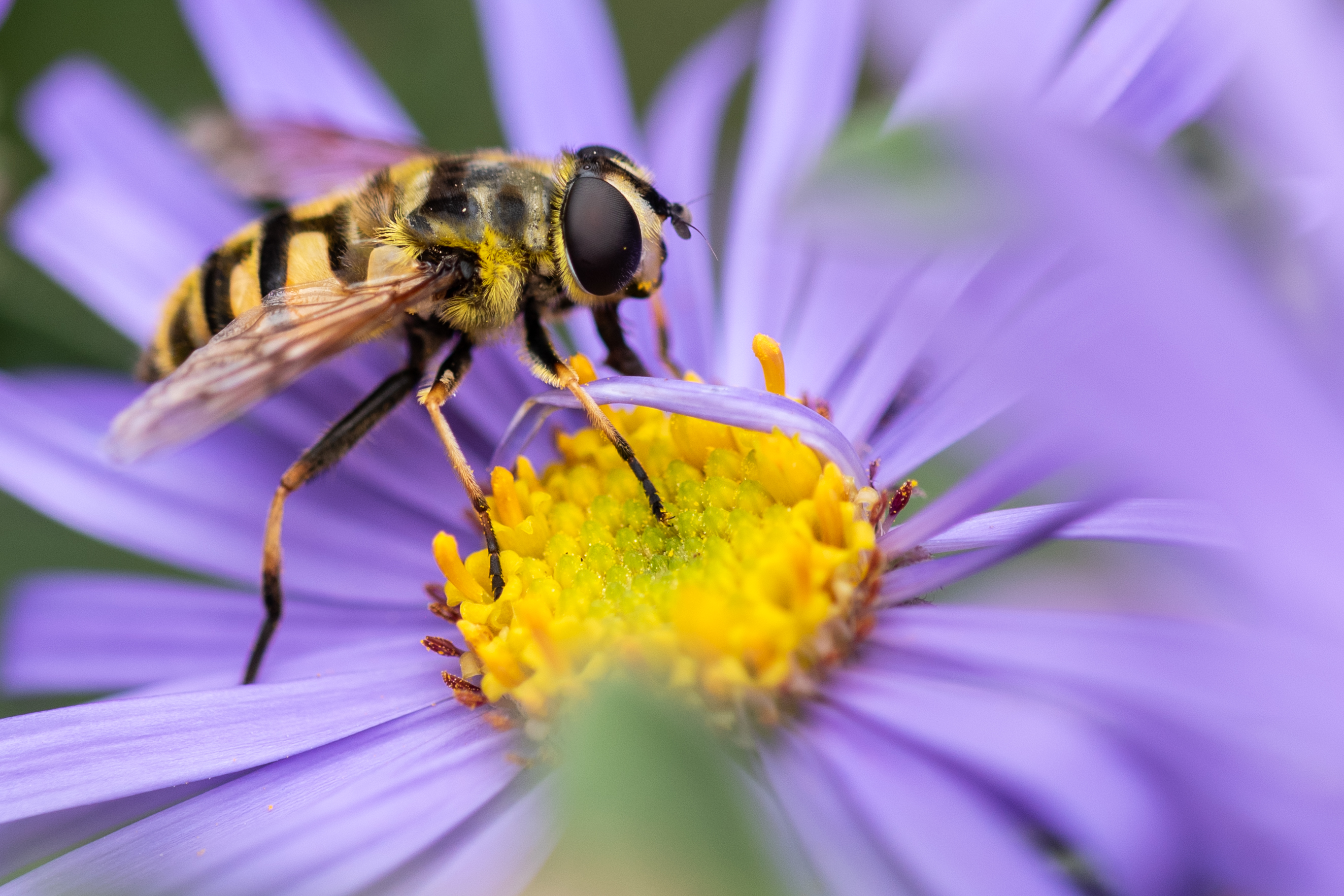Image: Bee Happy