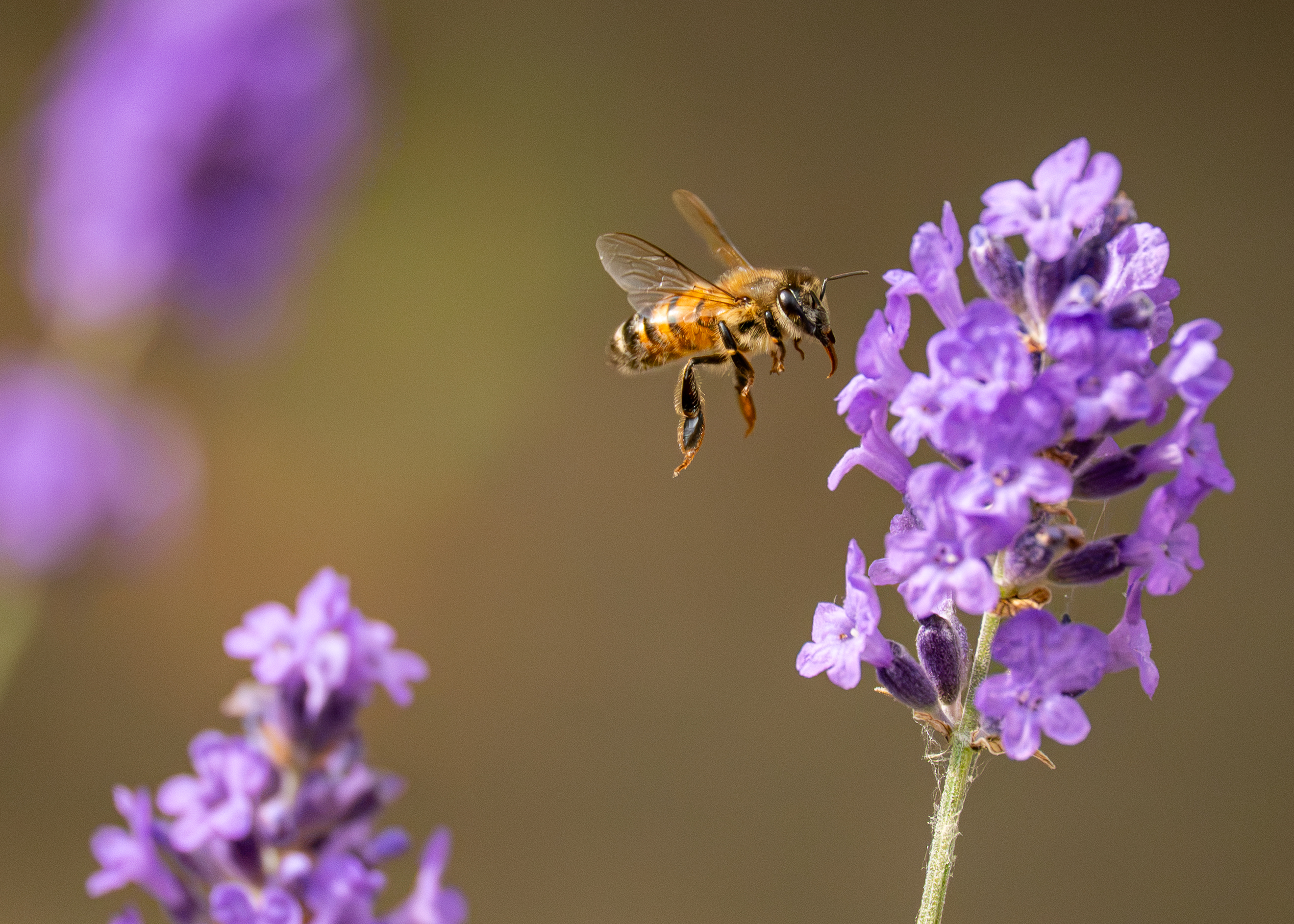 Image: Bee Visiting Lavender