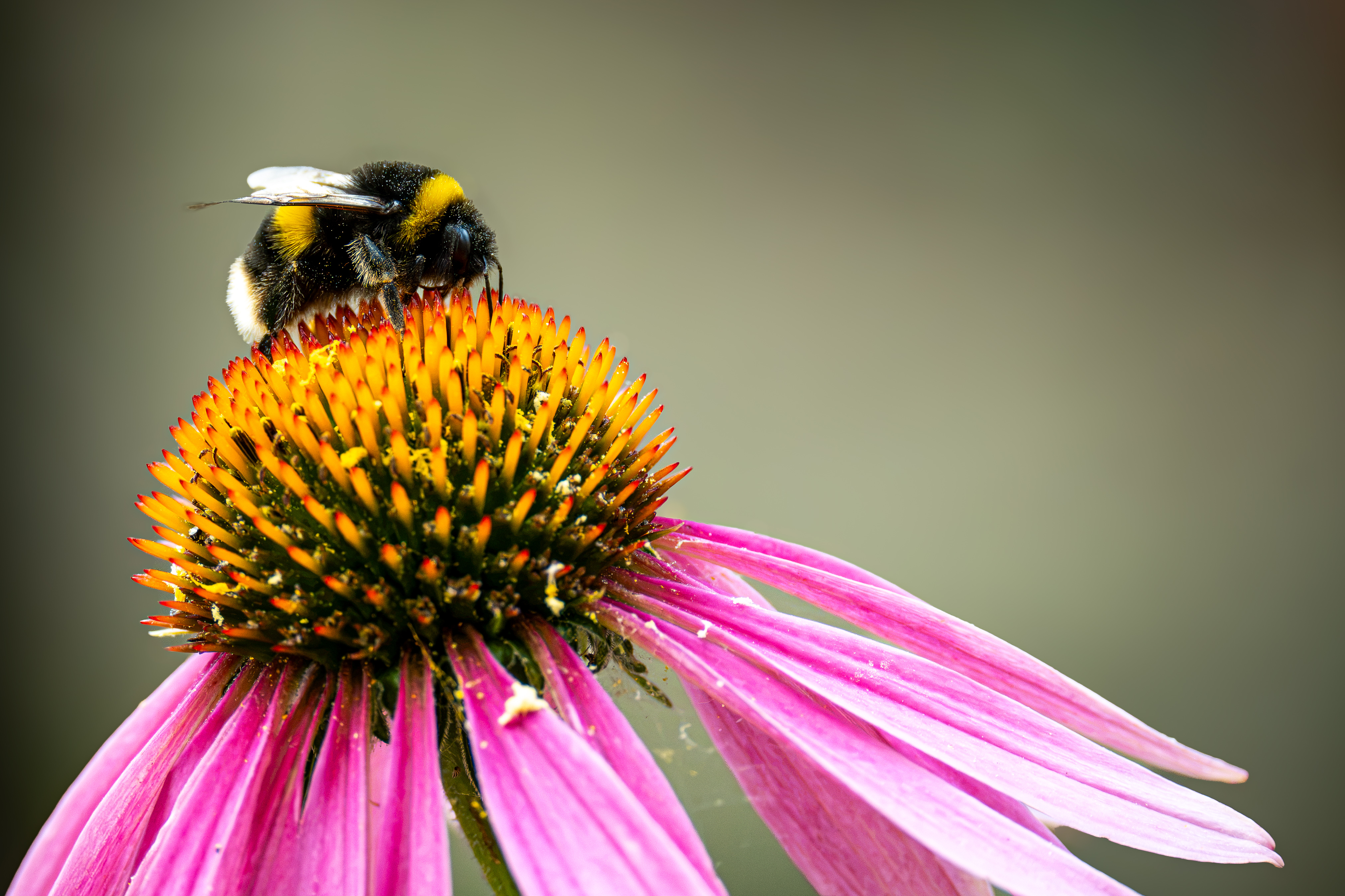 Image: Bee on Echinacea