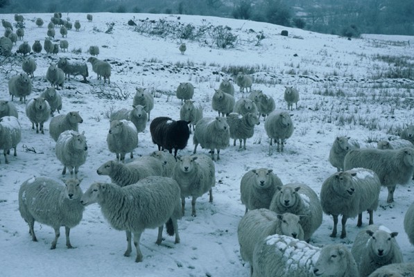 Image: Black Sheep of the Family