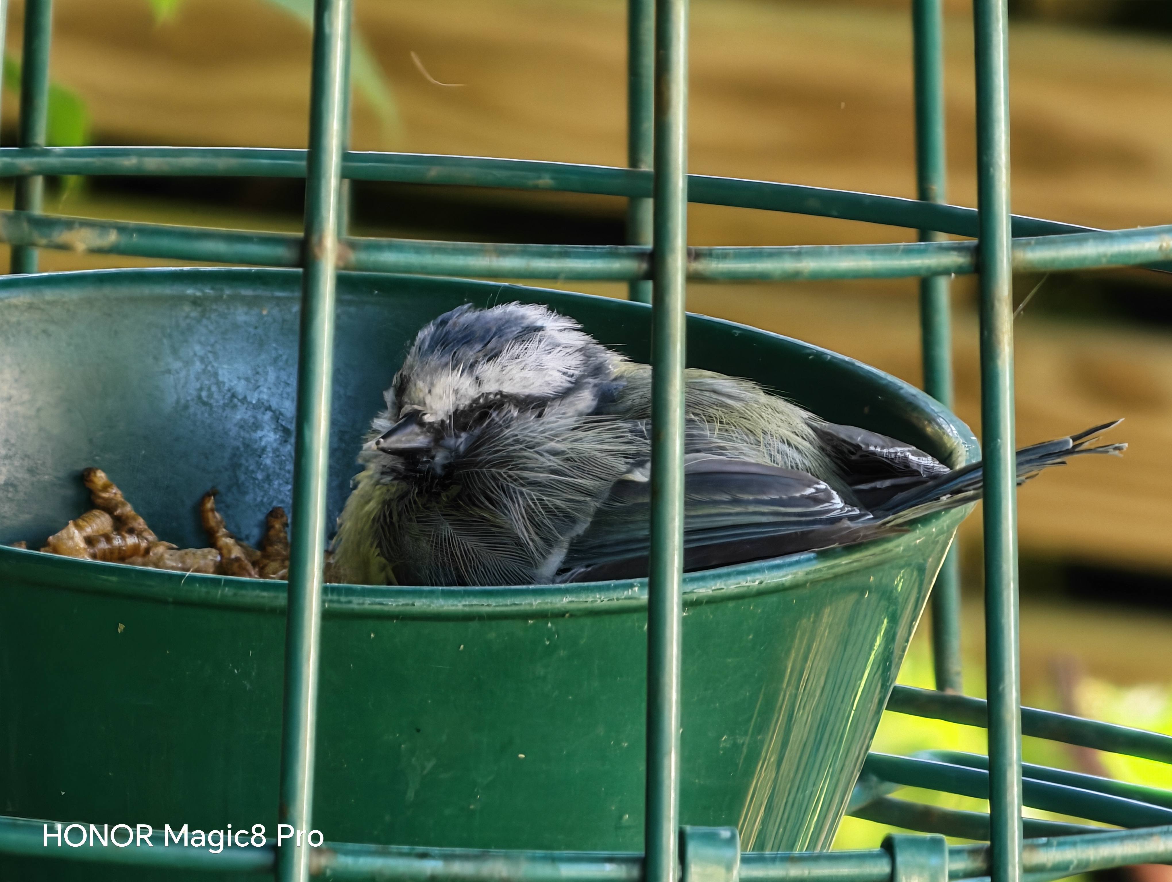 Image: Blue Tit Bits
