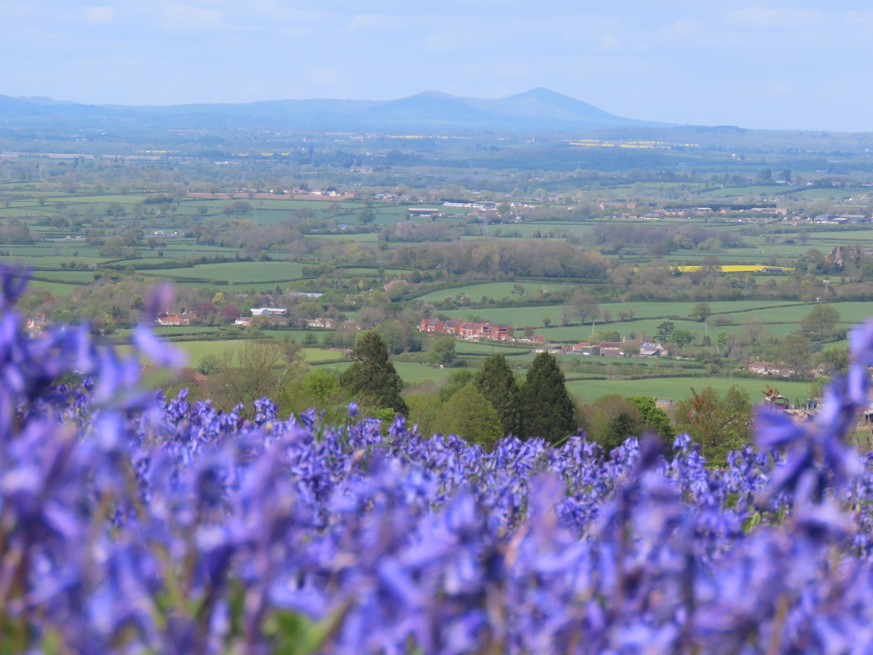 Image: Bluebell View