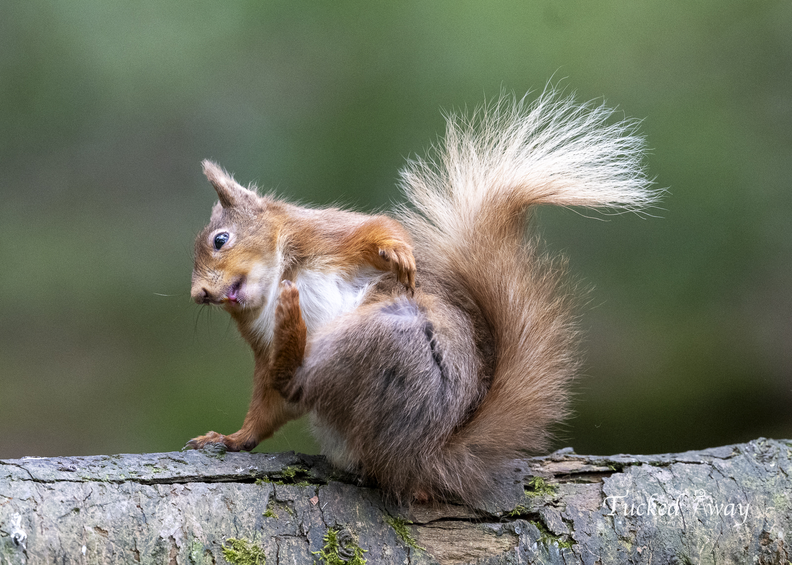 Image: Breakdancing Squirrel 