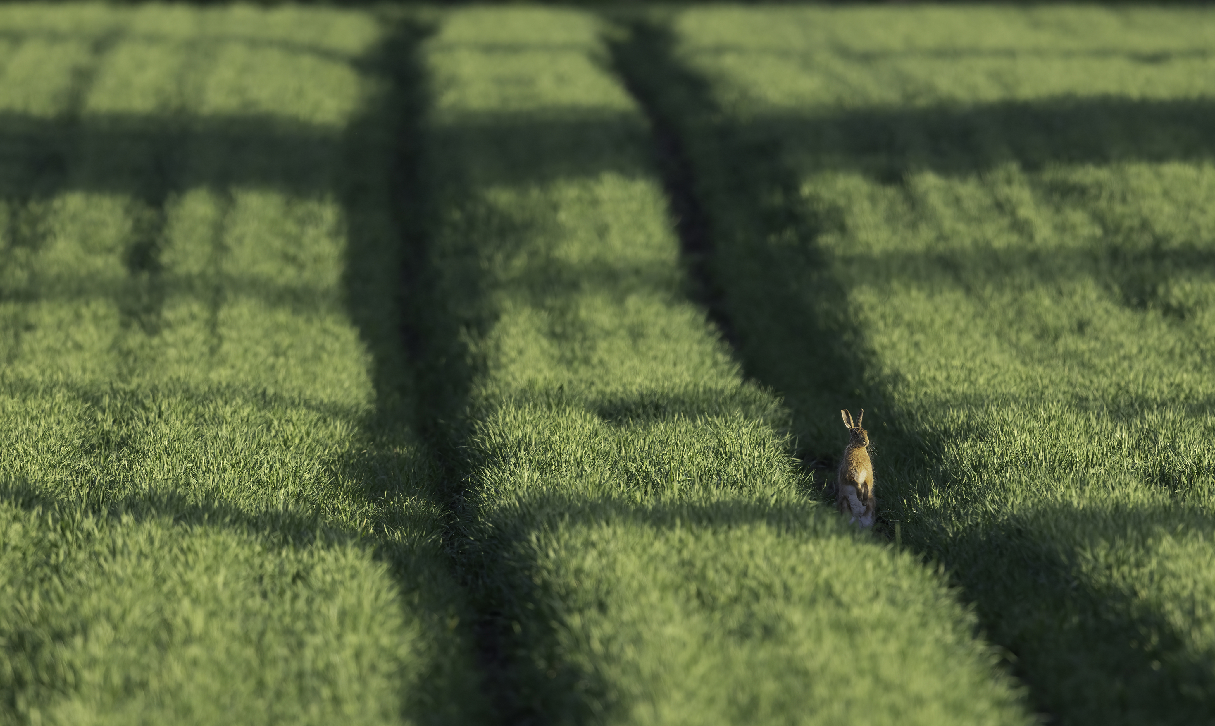 Image: Brown Hare in field of shadows