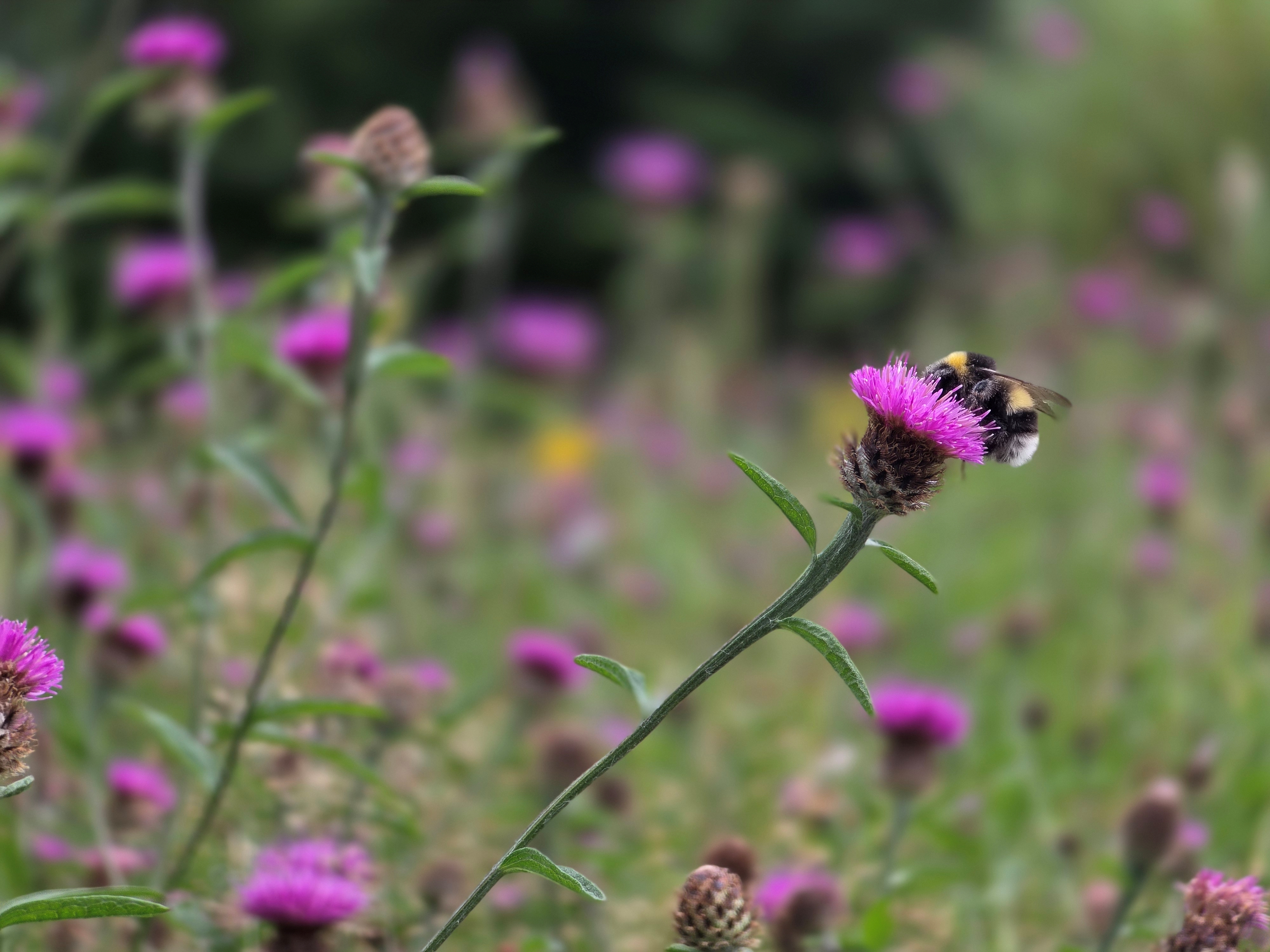 Image: Busy bee