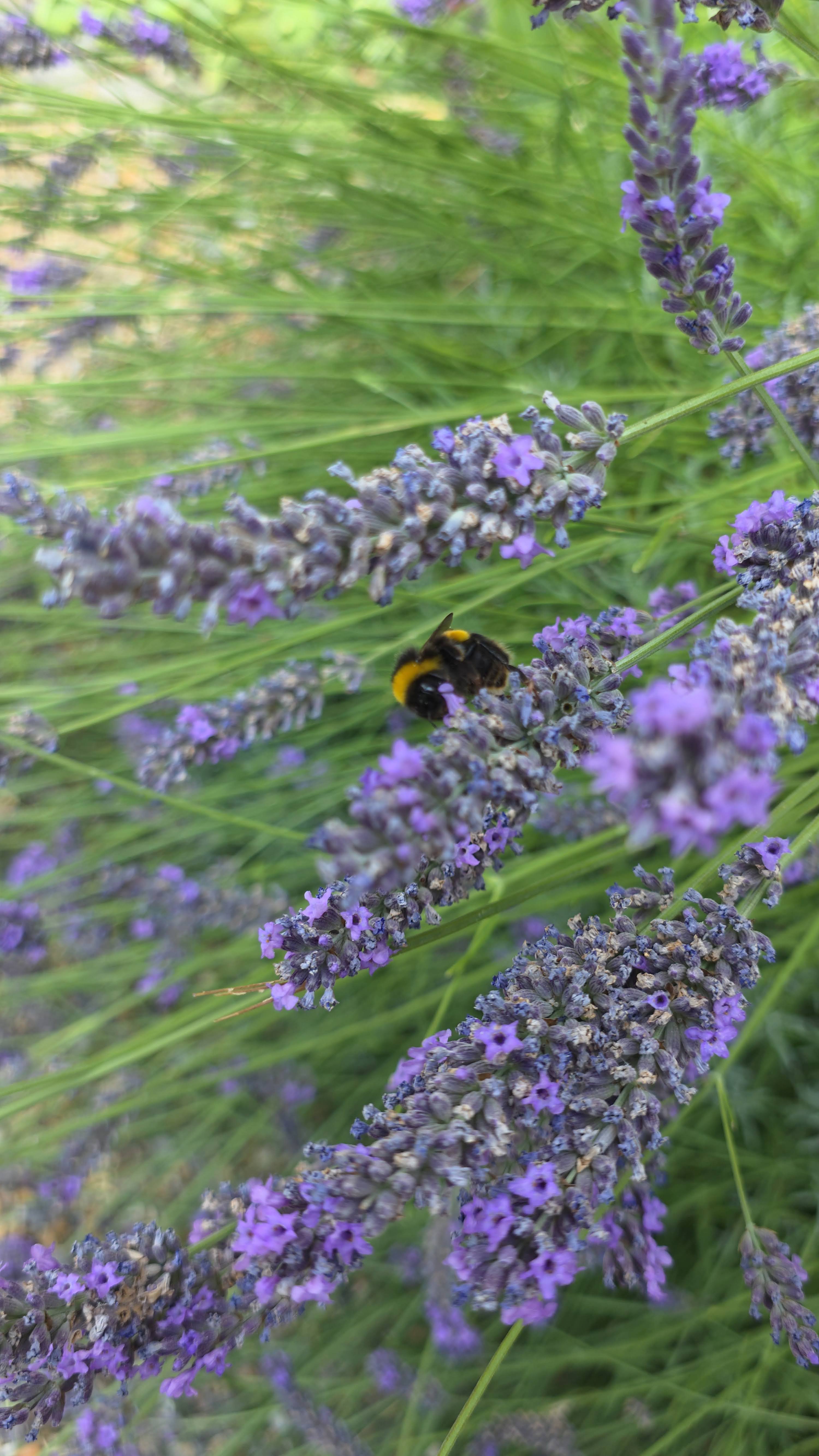 Image: Buzz