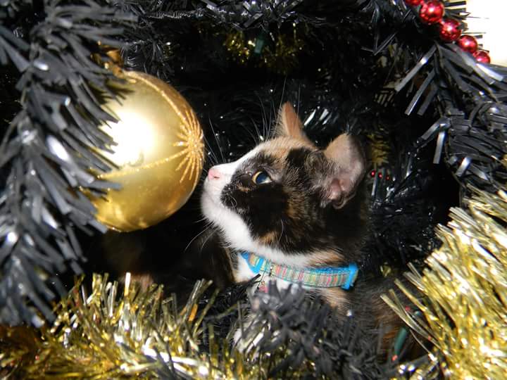 Image: Christmas 