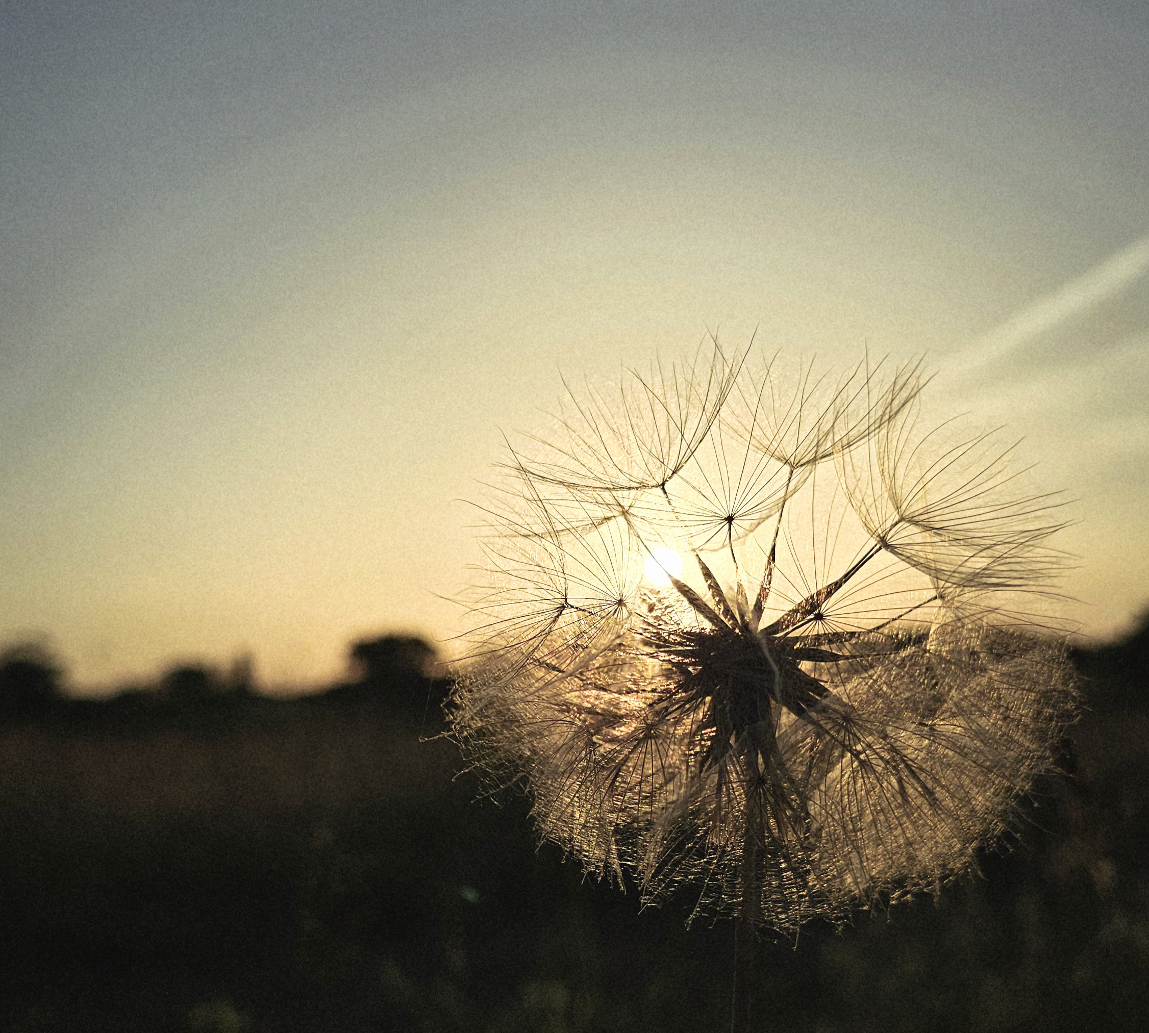 Image: Dandelion sunset
