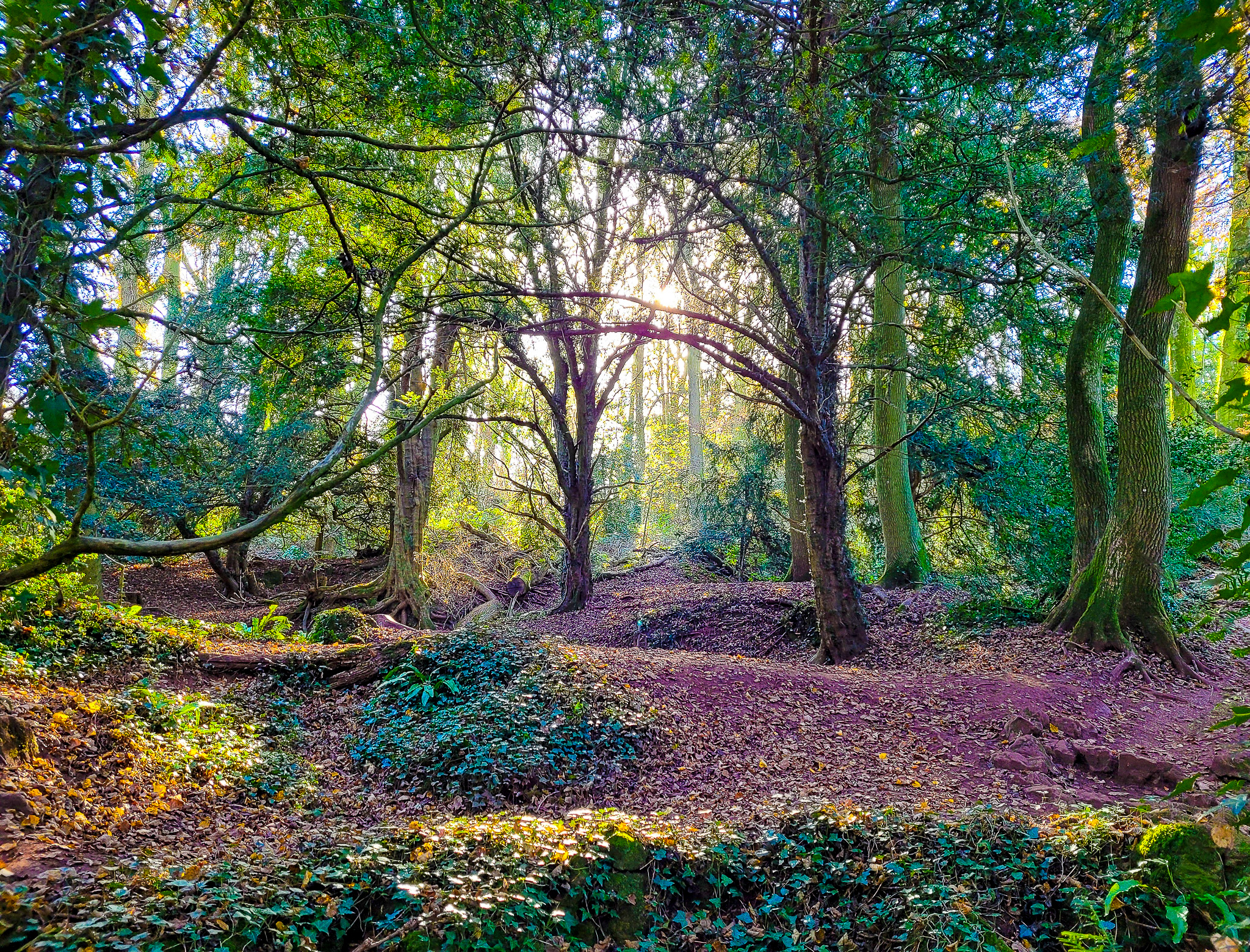 Image: Enchanted