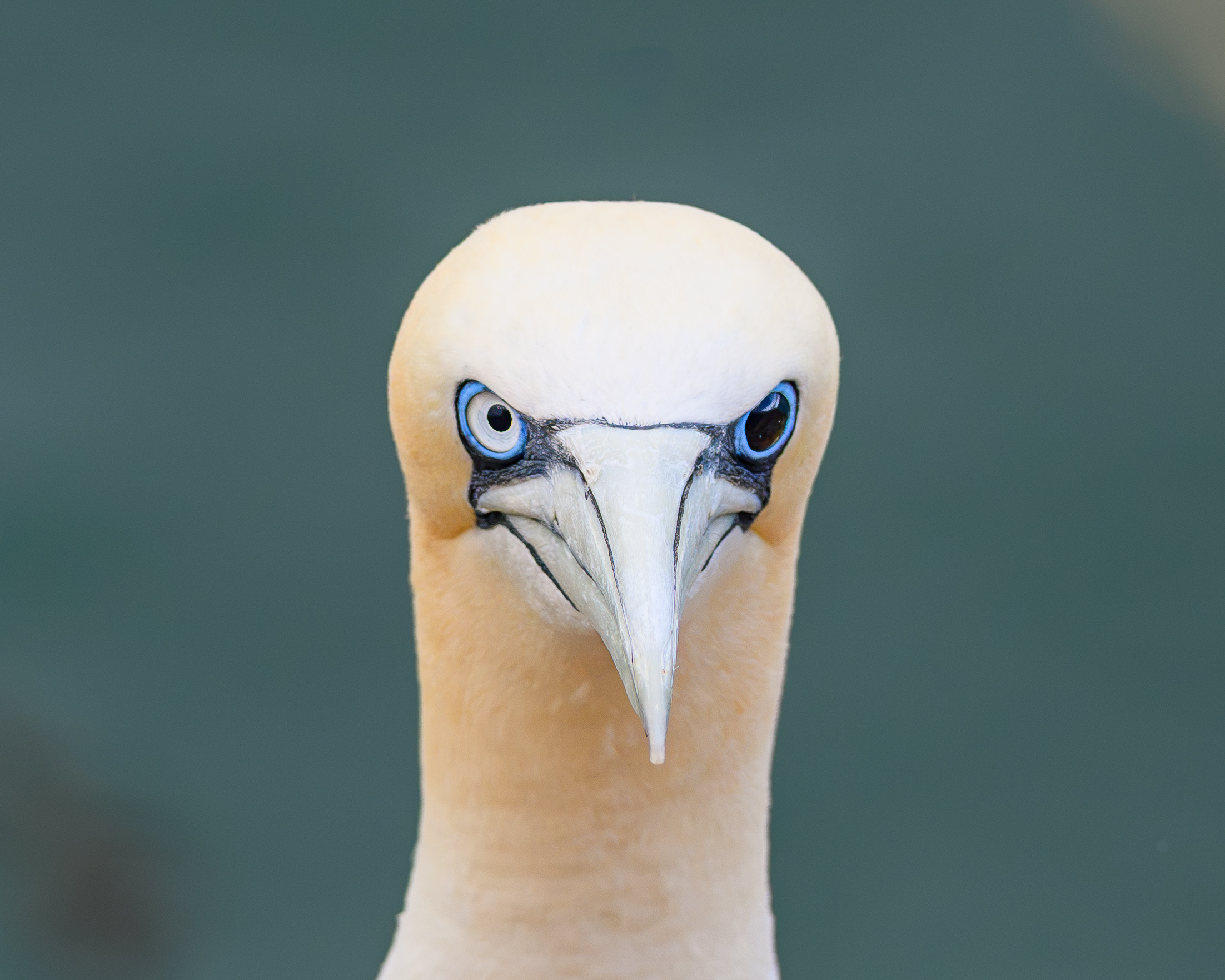 Image: Face to face