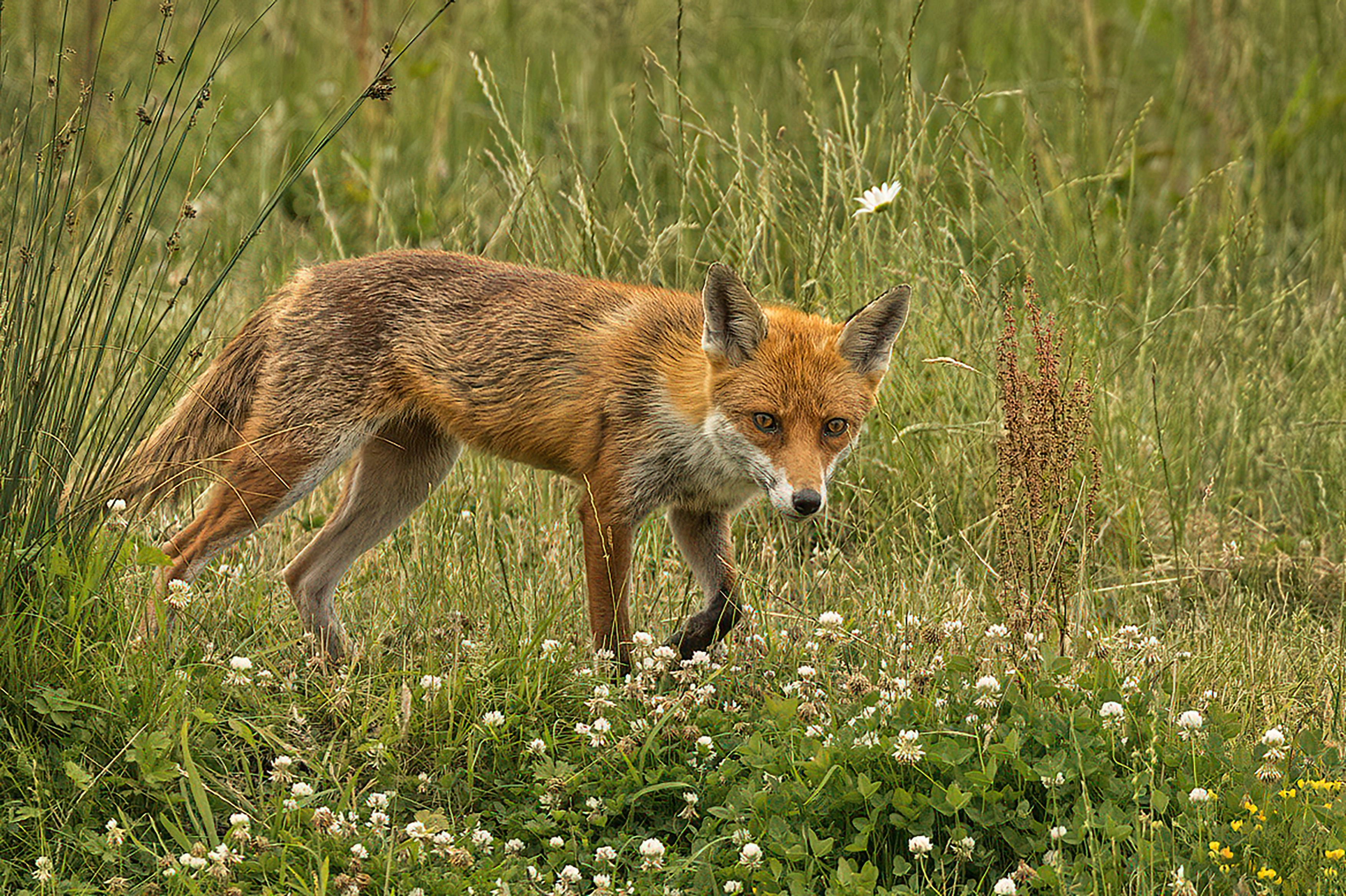 Image: Fox Among the Flowers