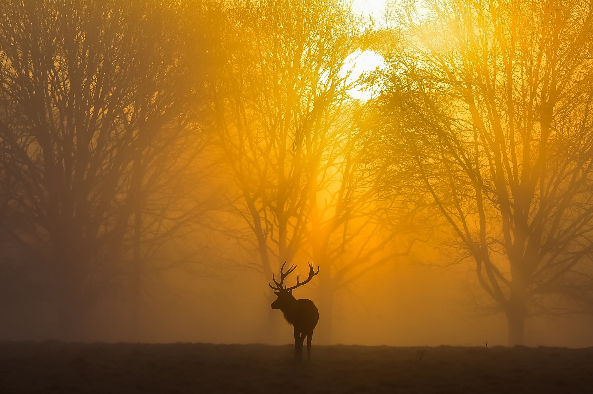 Image: Golden Hour Stag 
