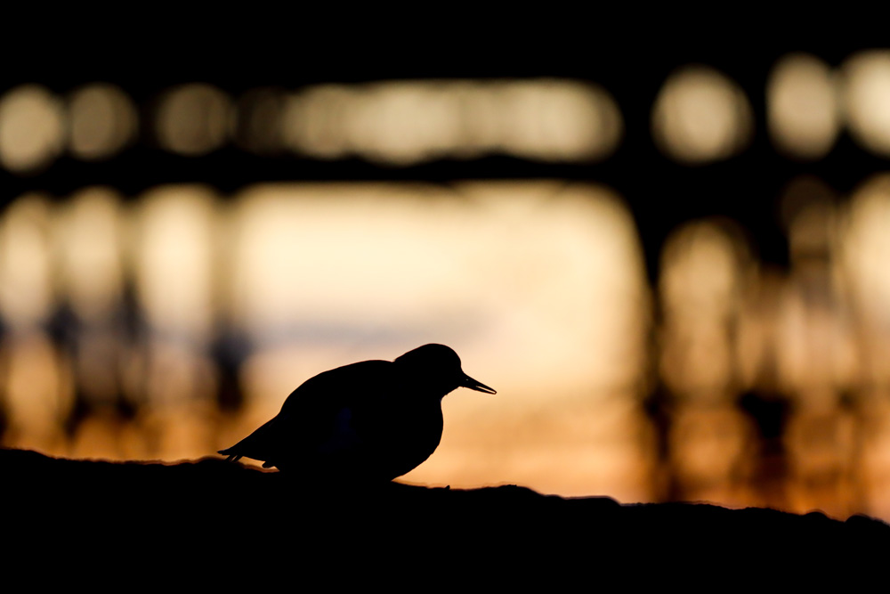 Image: Golden hour turnstone