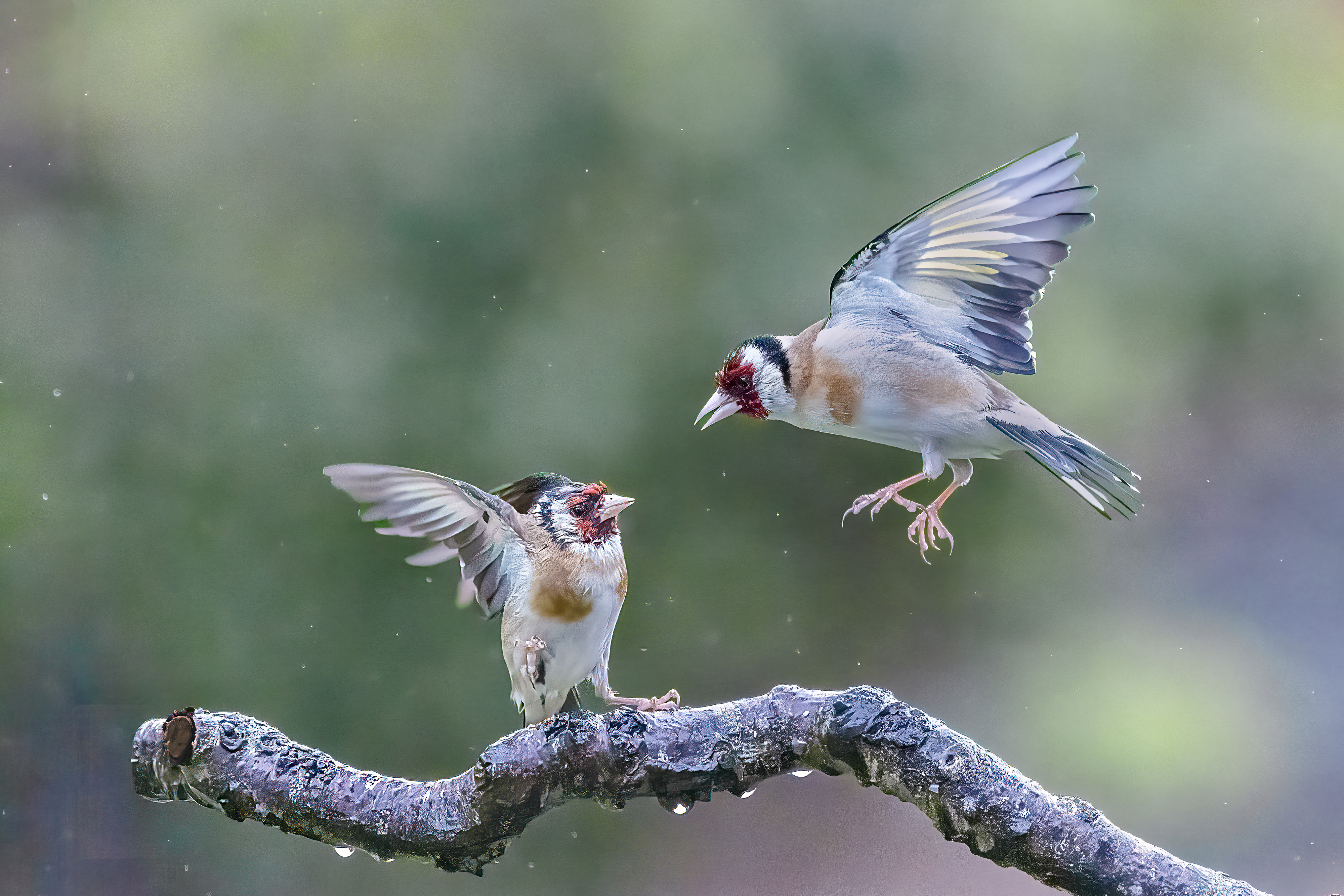 Image: Goldfinches squabbling in the rain