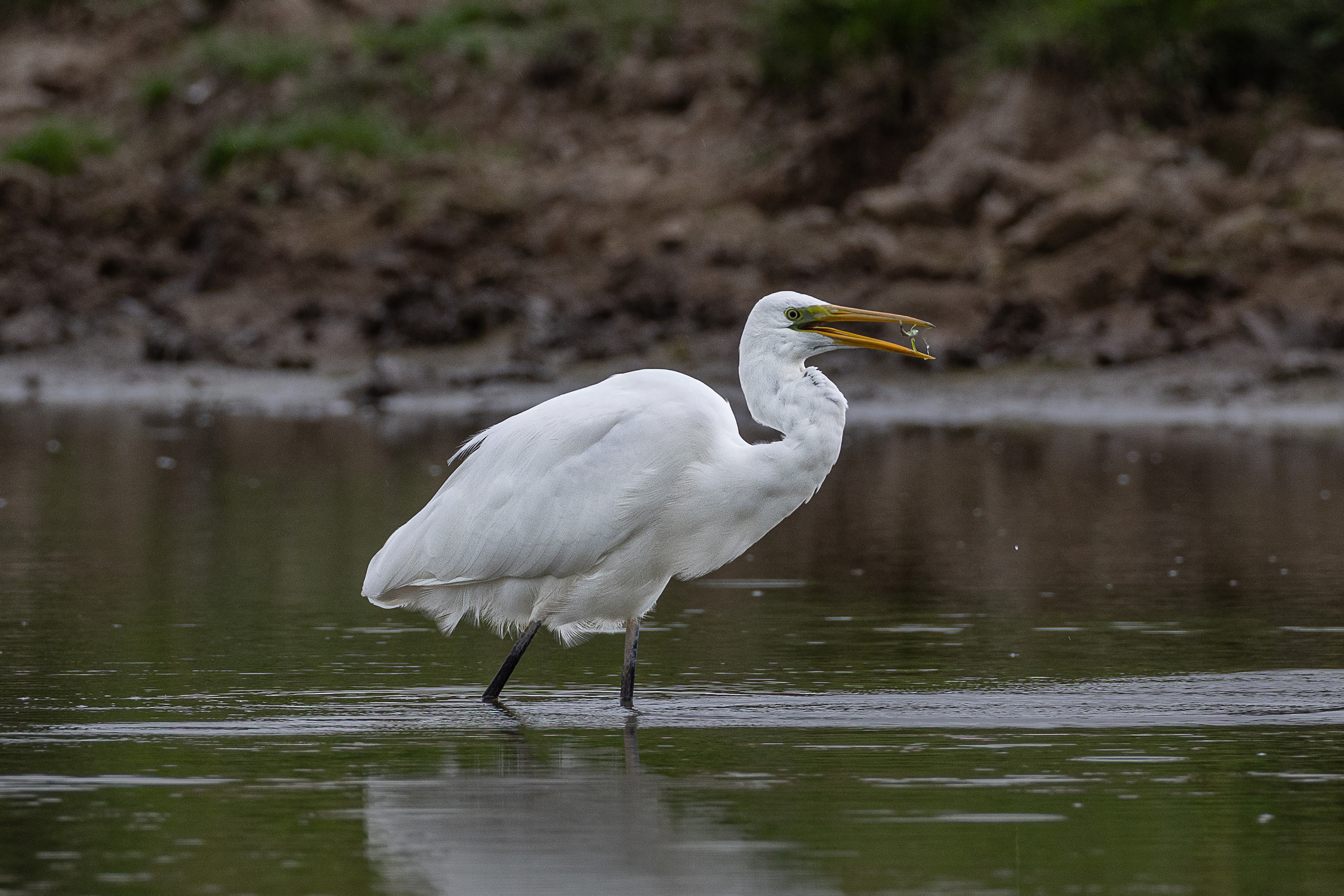 Image: Great Egret with catch