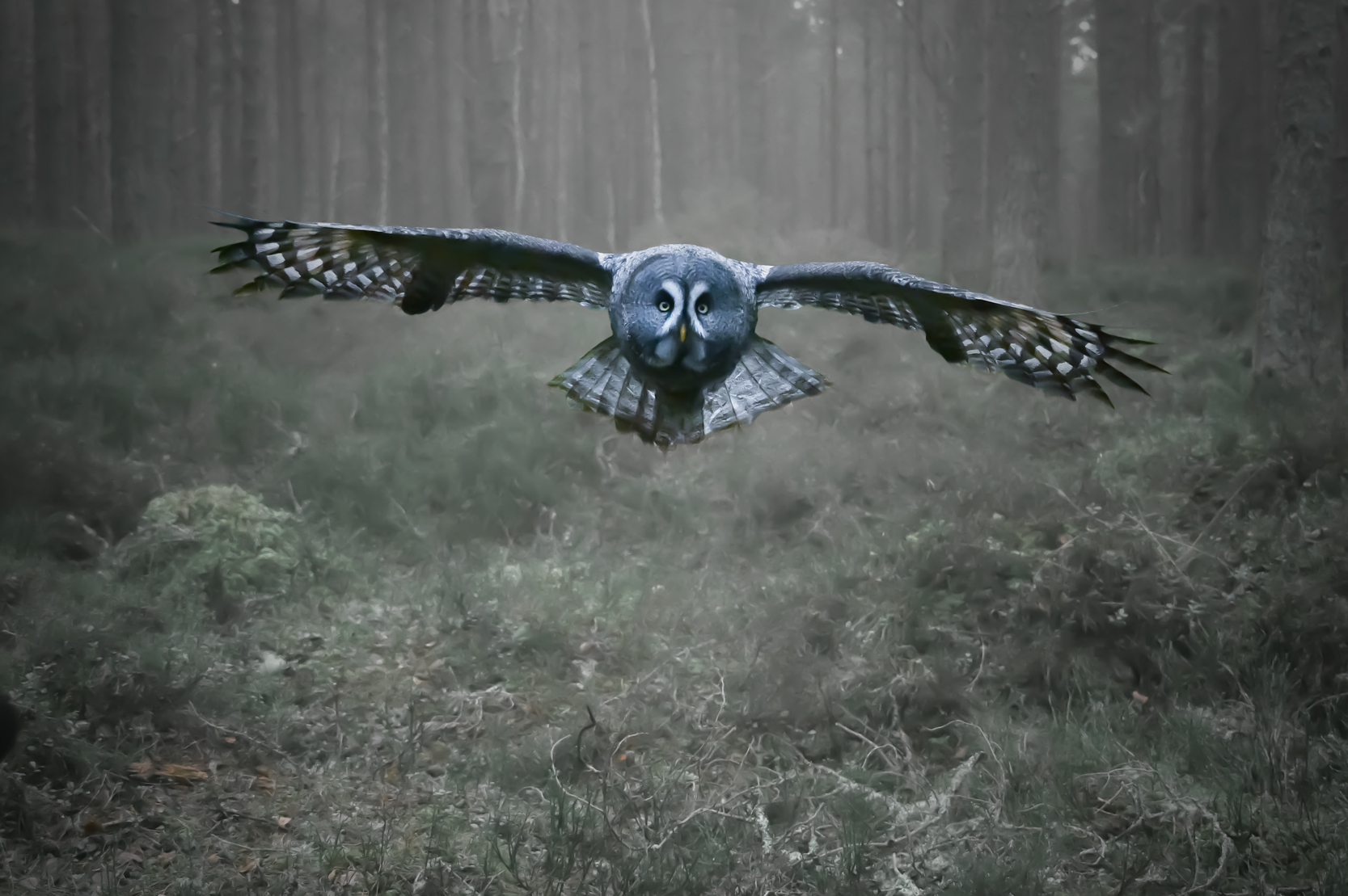 Image: Great grey owl flying through the woods 