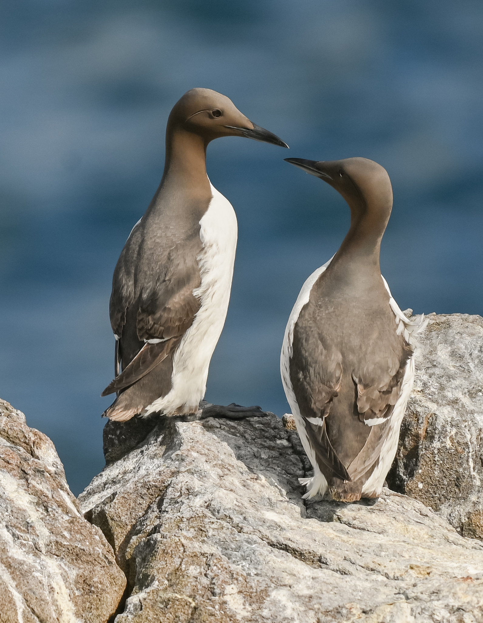 Image: Gulliemots on the isle of may 