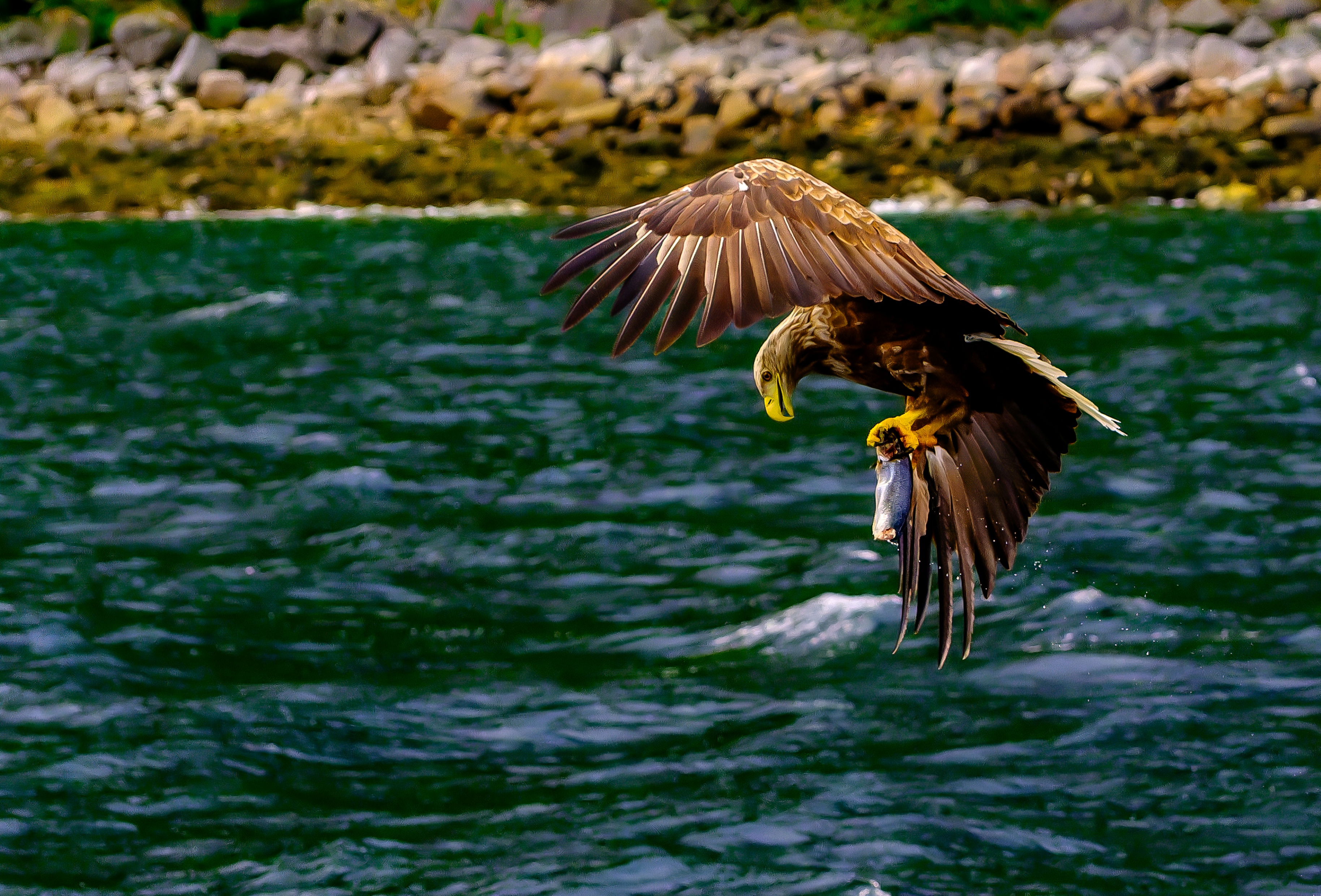 Image: Hungry Eagle