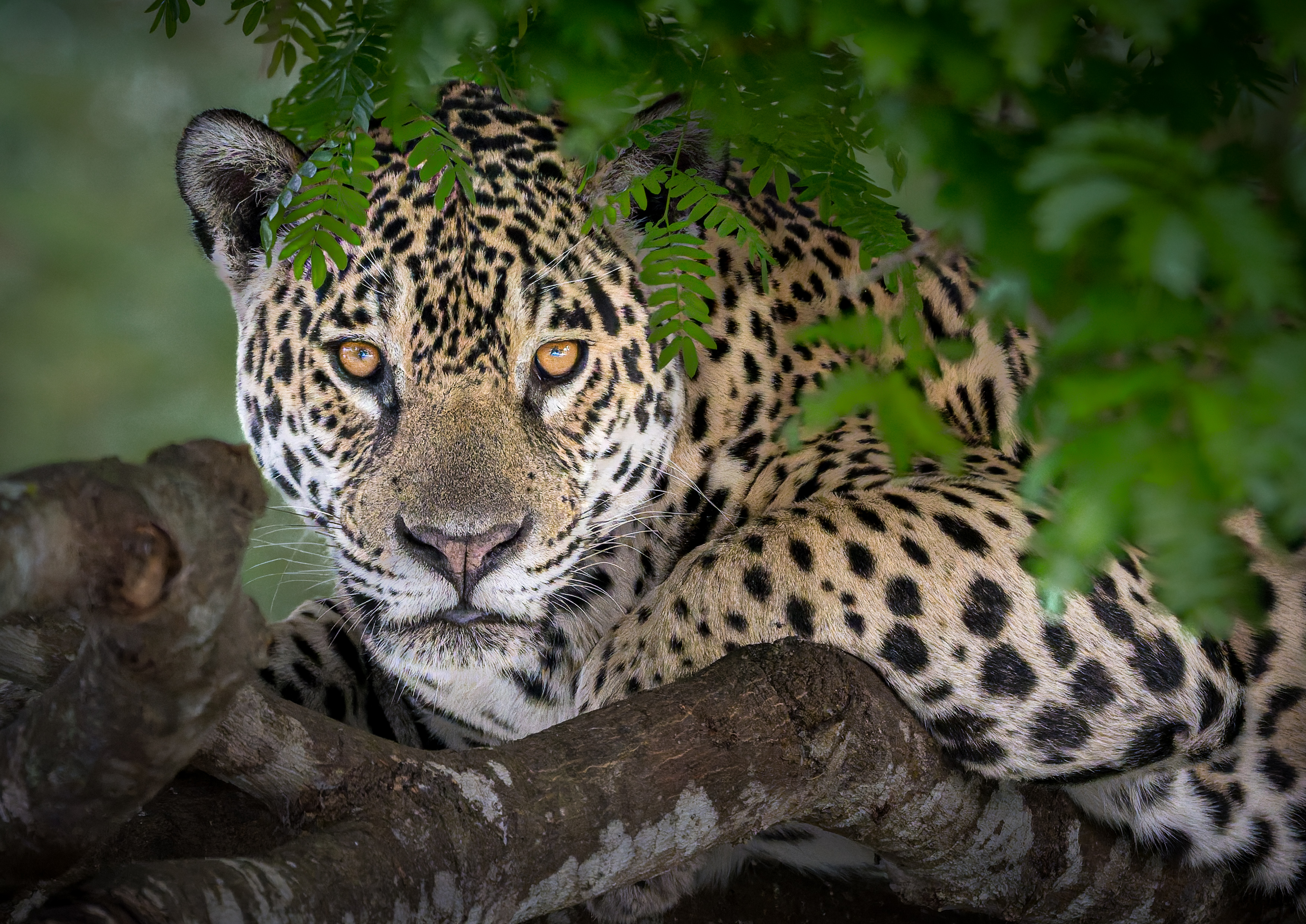 Image: I Can See You - Jaguar!