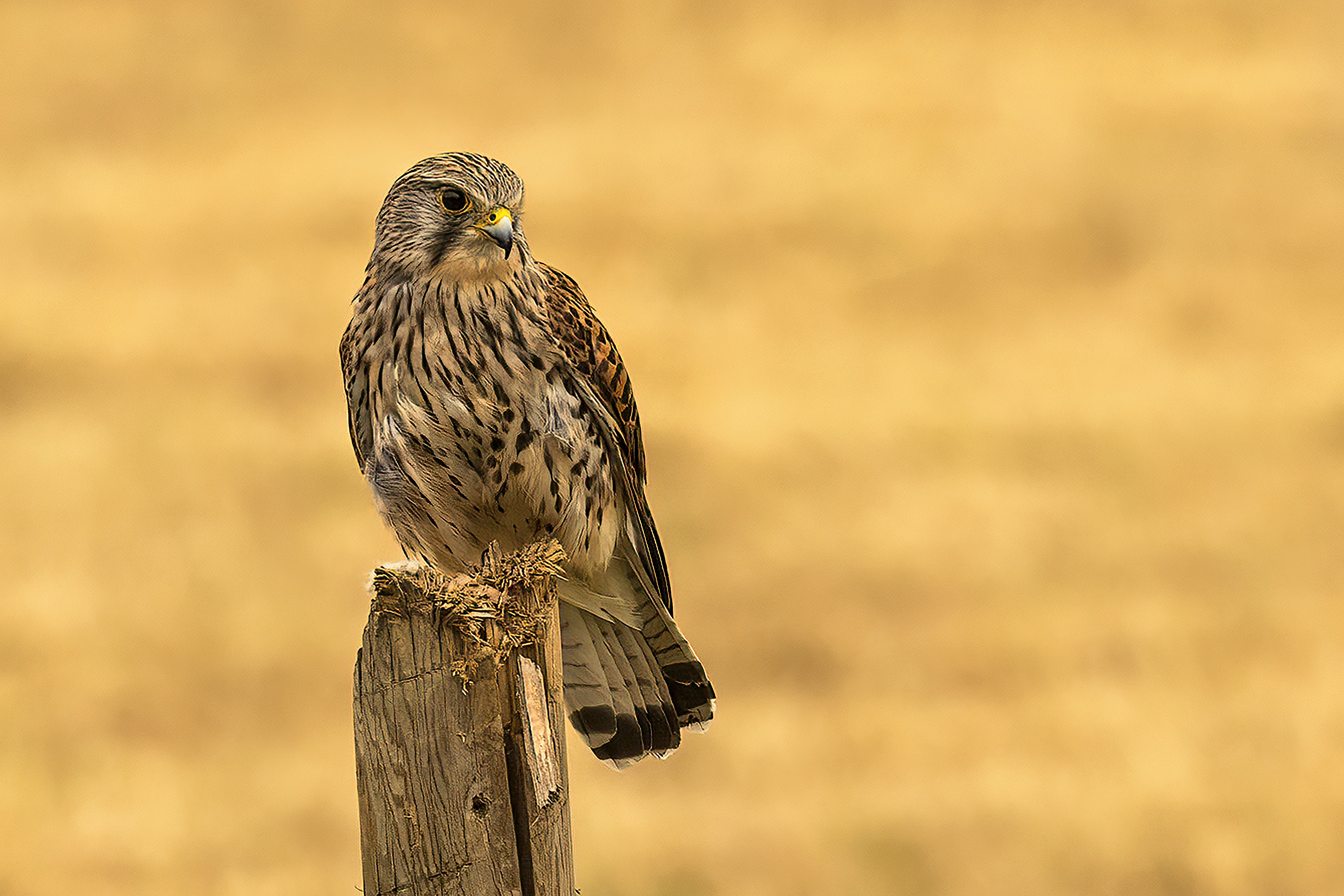 Image: Kestrel