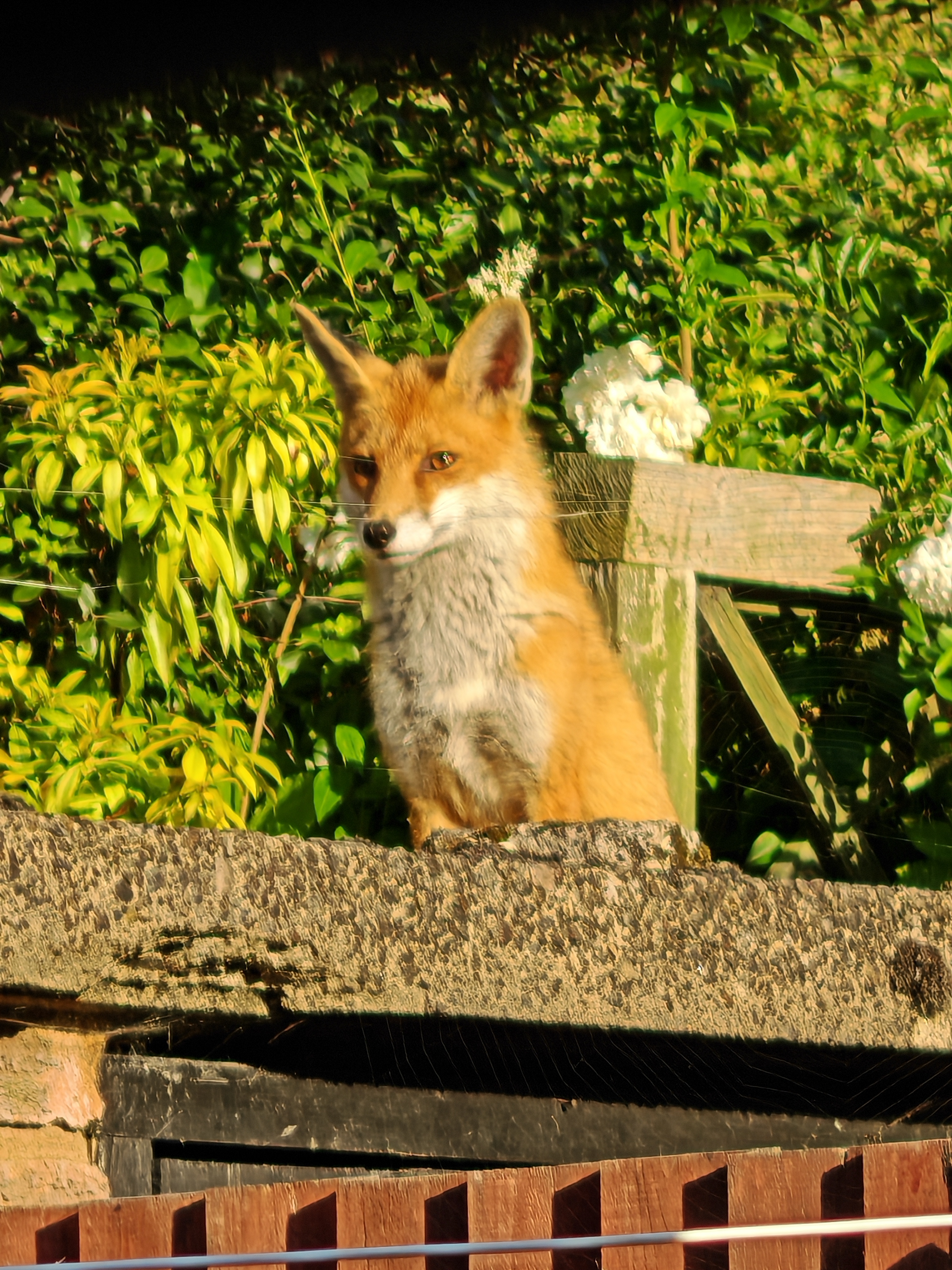Image: Lazy Sunday morning 
