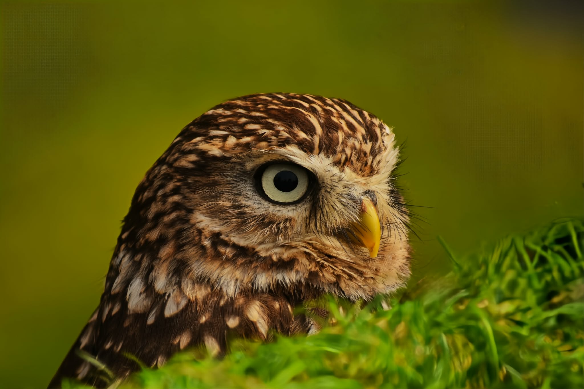 Image: Little owl