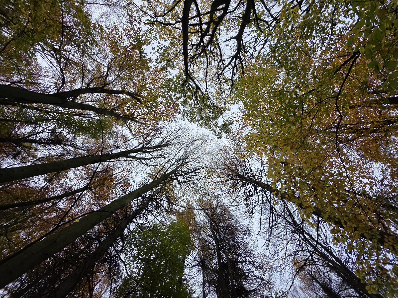 Image: Looking up