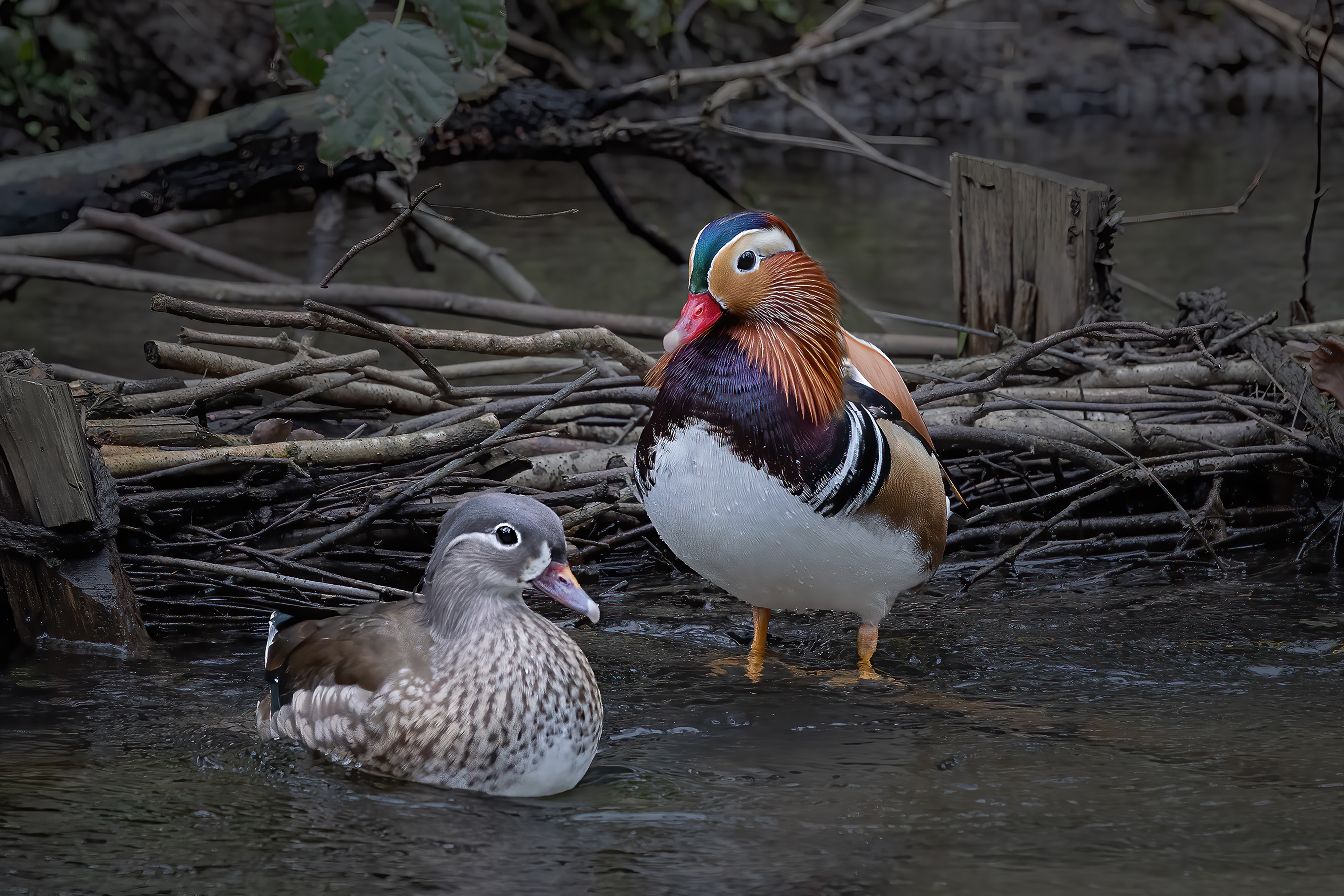 Image: Mandarin Ducks on the River Frome