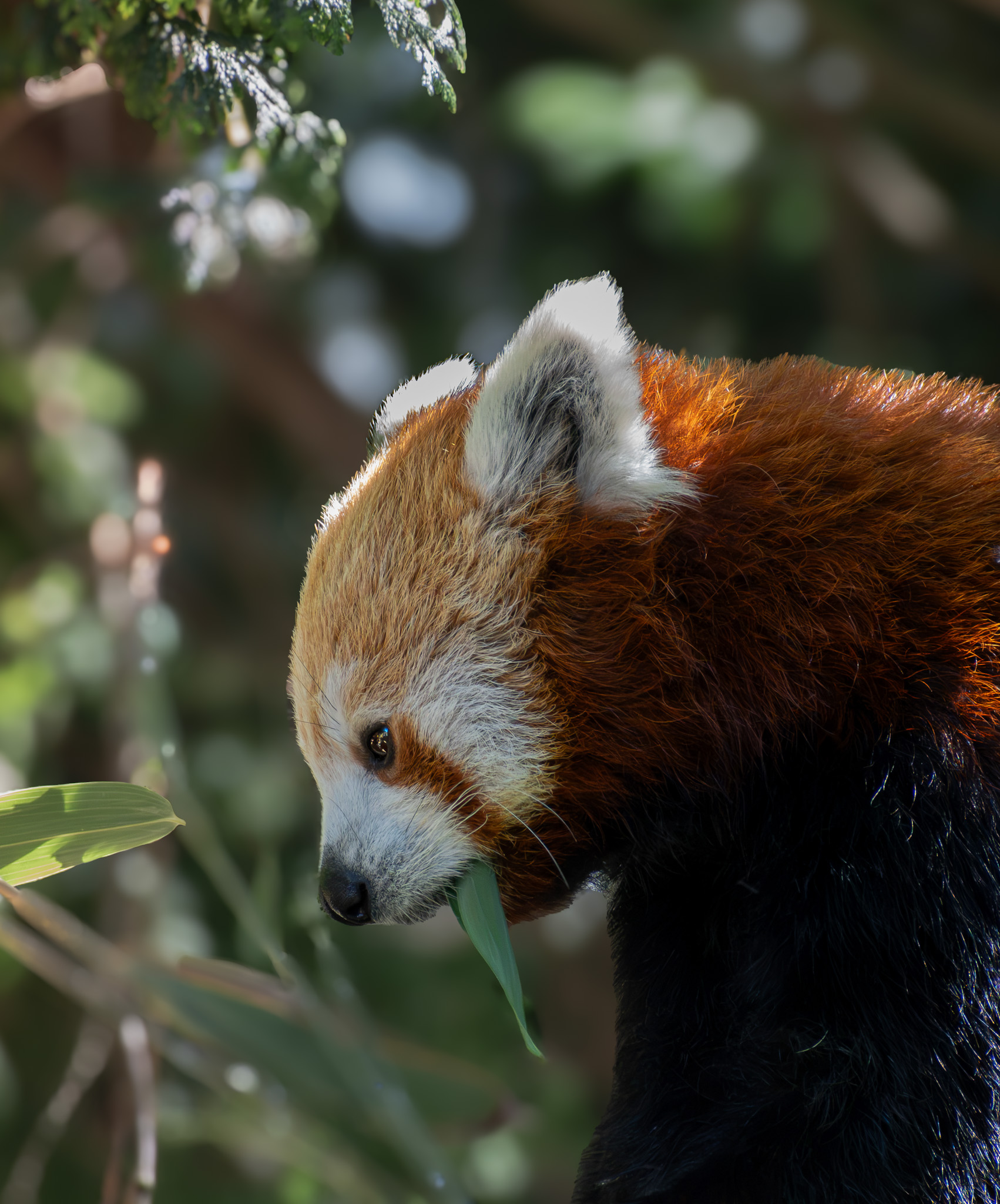 Image: Morning Forage 