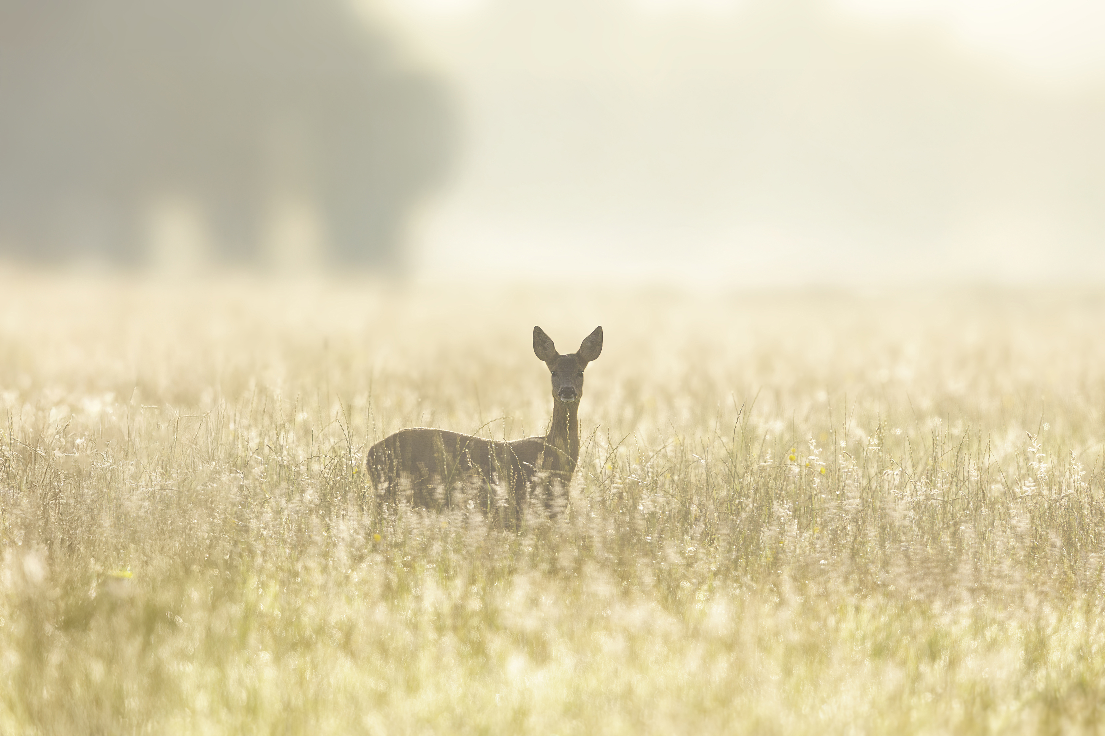 Image: Morning encounter