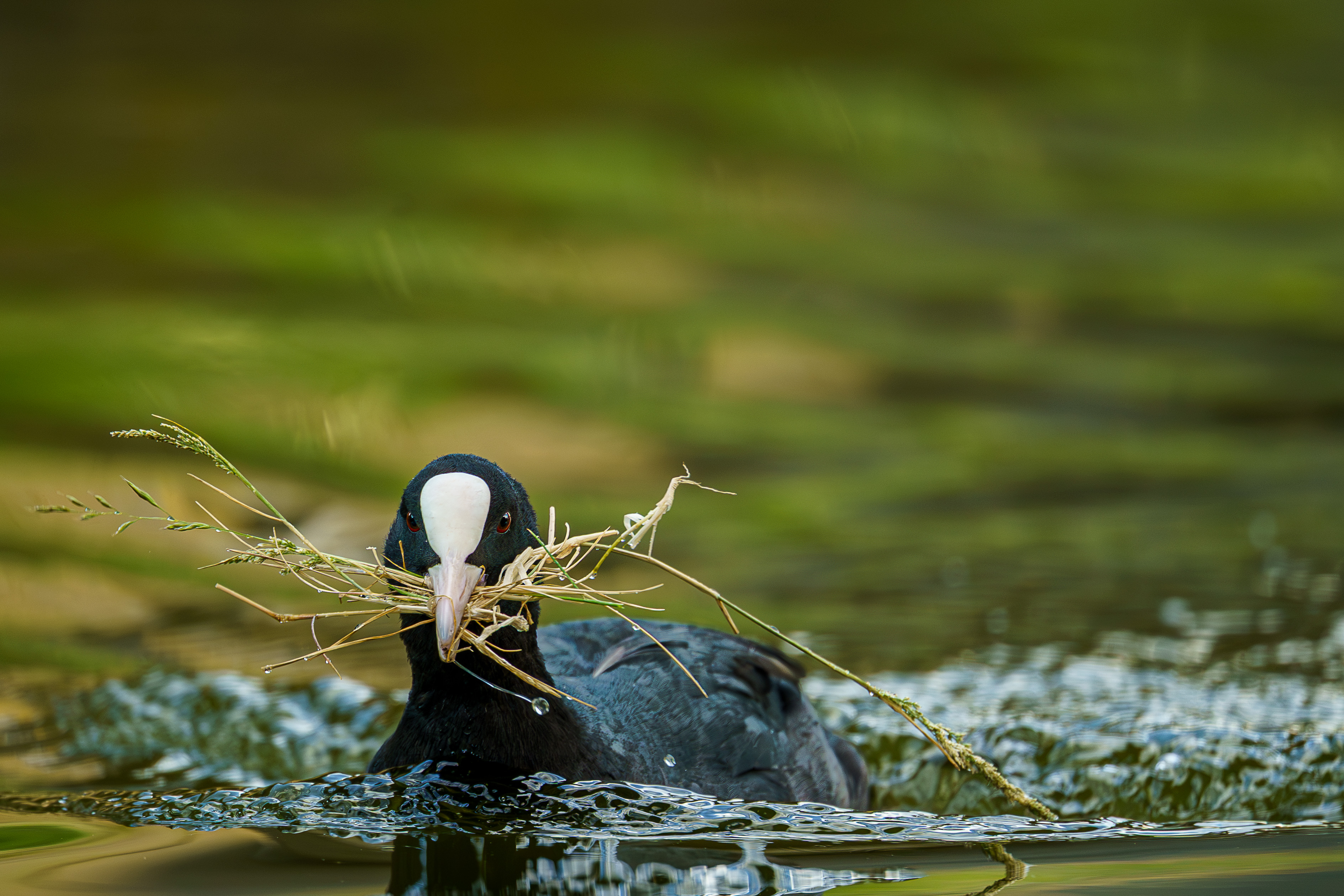 Image: Nest building
