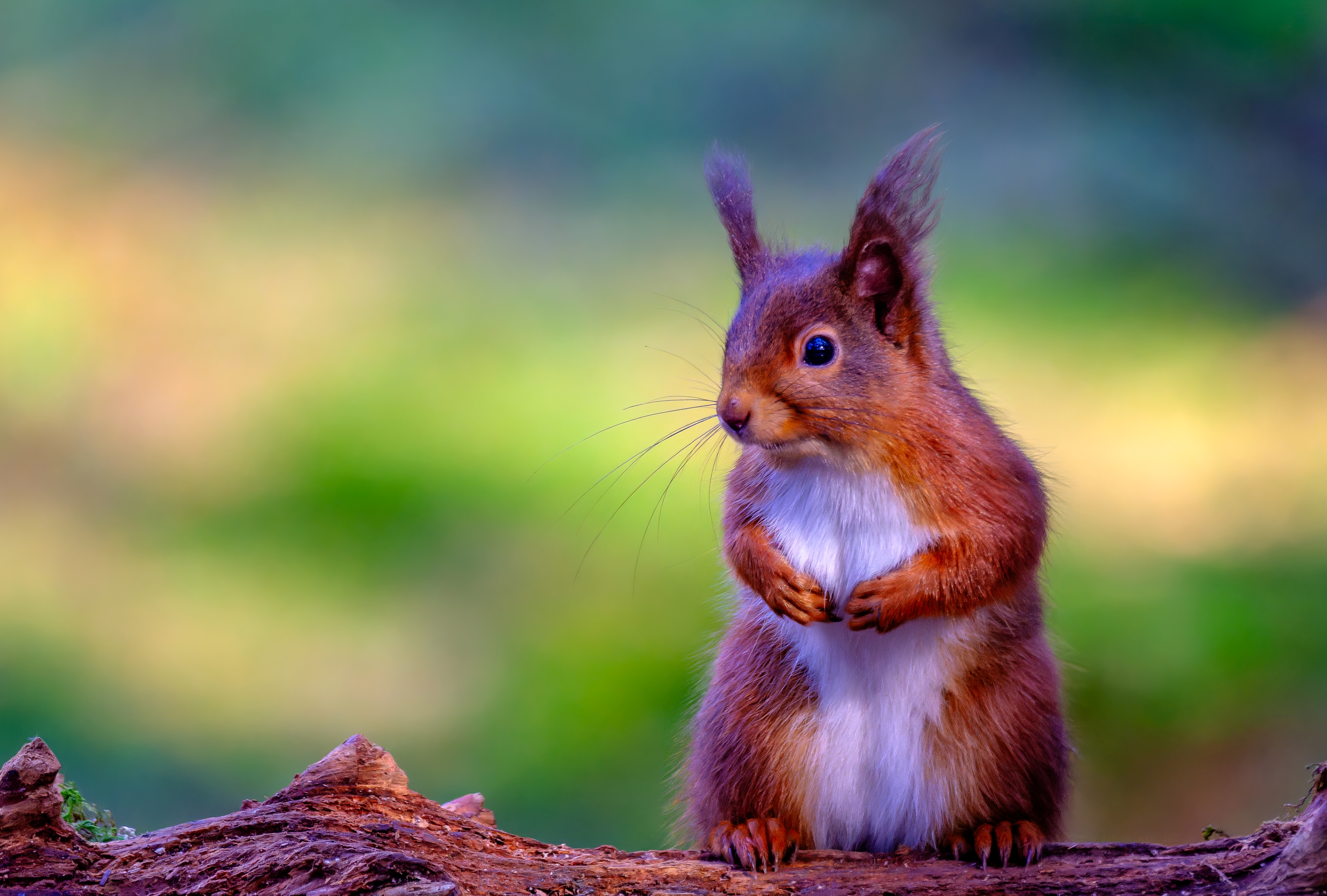 Image: Now, where did I leave those nuts