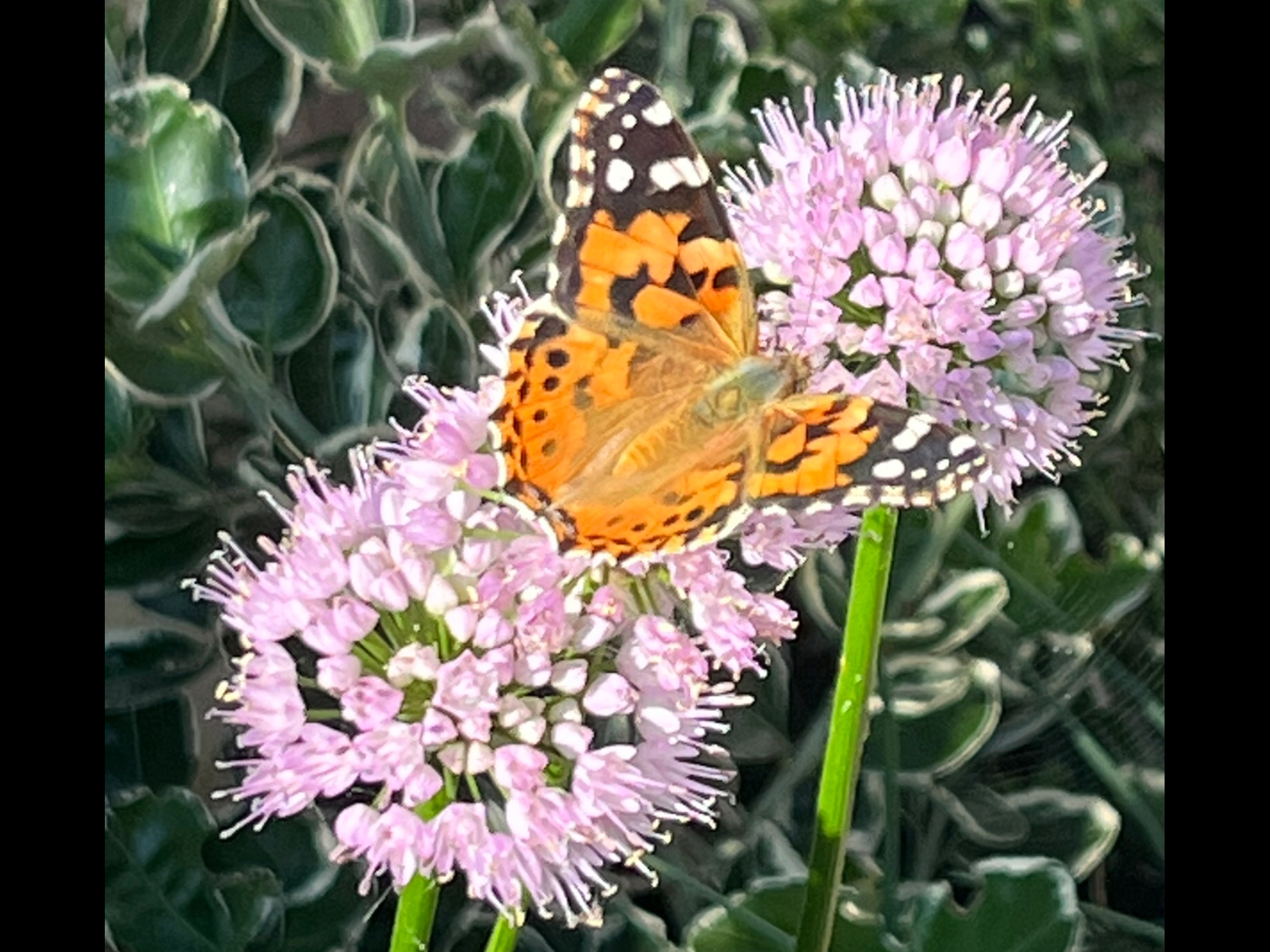 Image: Painted Lady