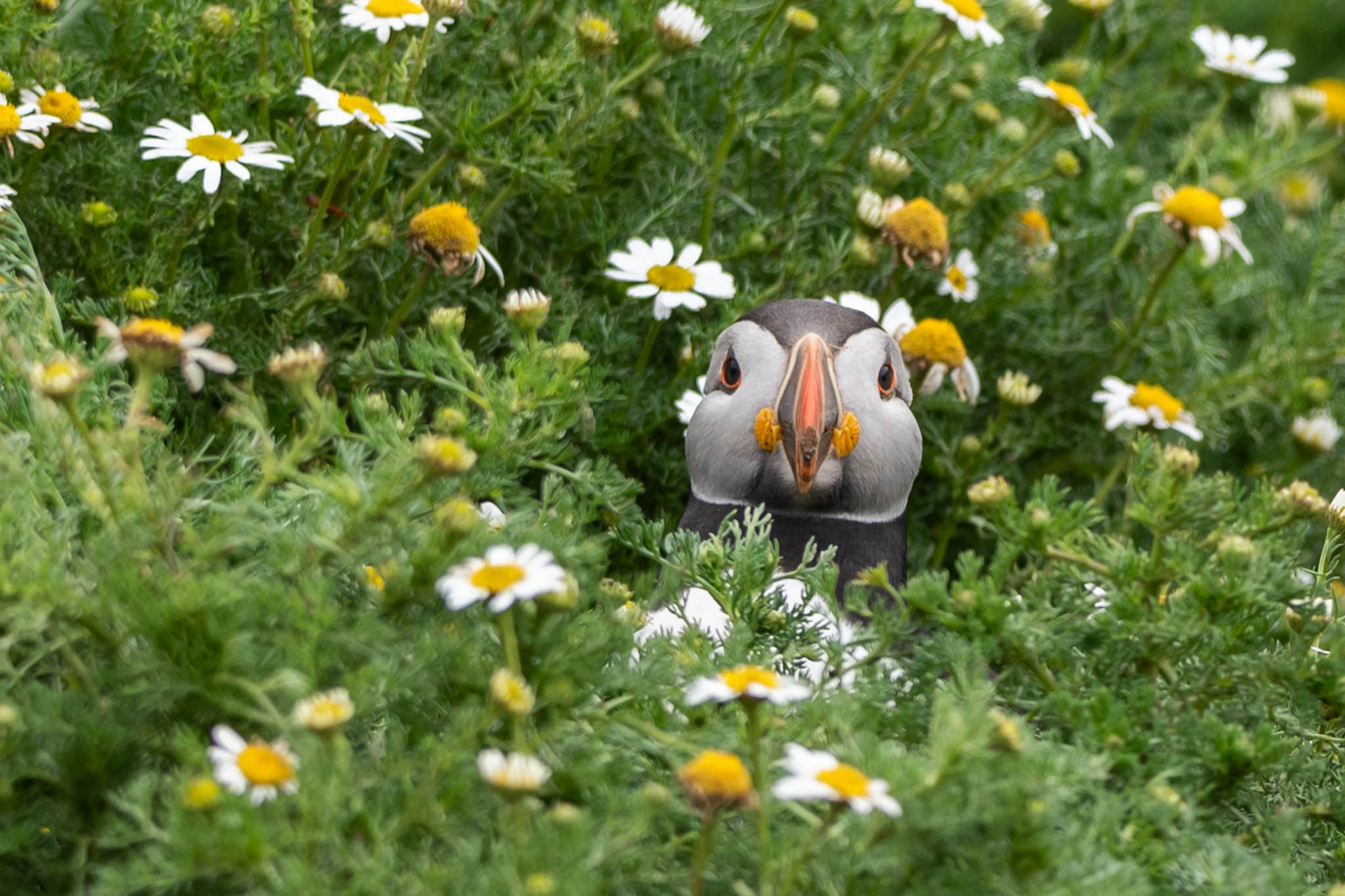 Image: Peekaboo