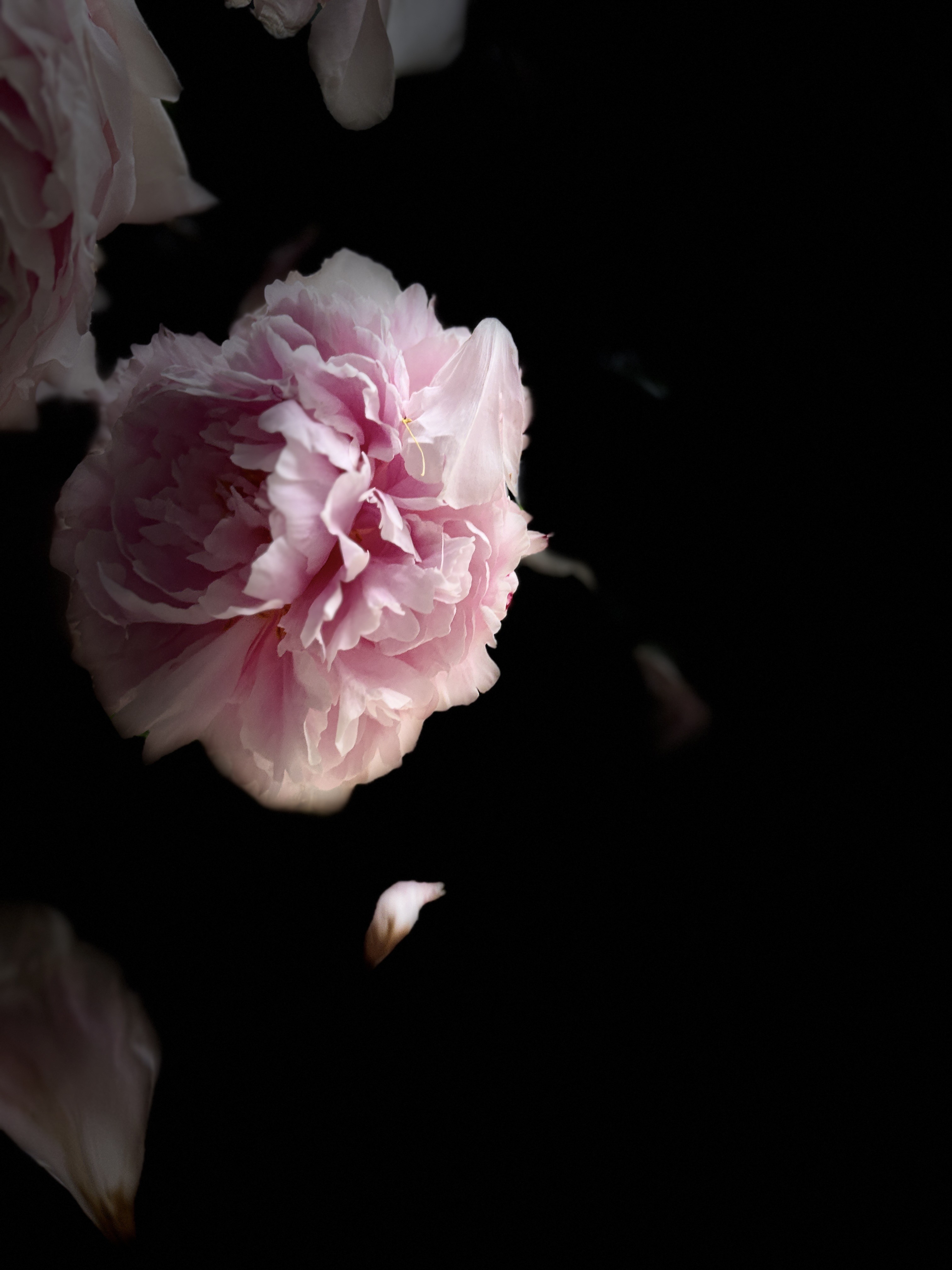 Image: Peony falling