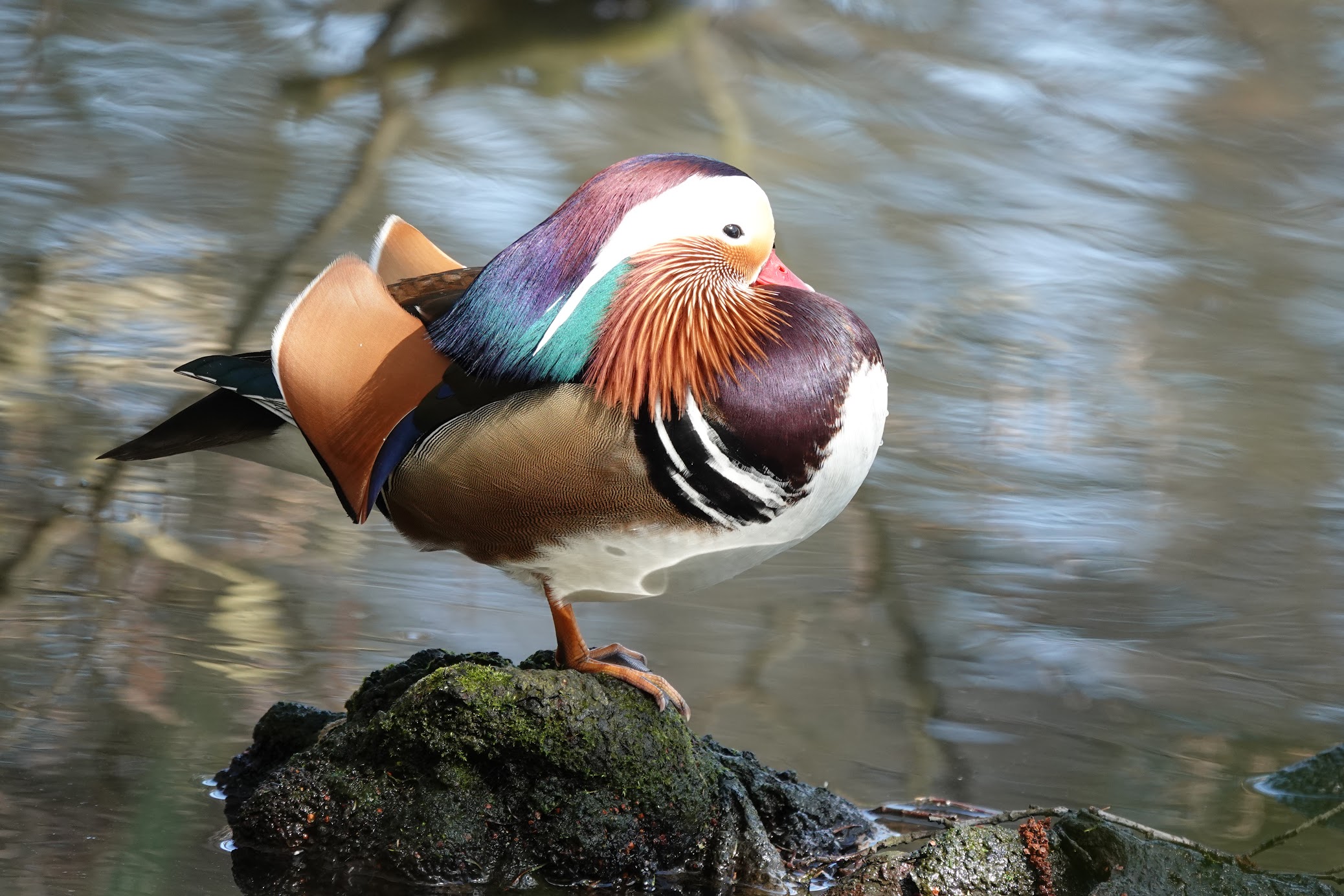 Image: Proud Sitting Mandarin Duck