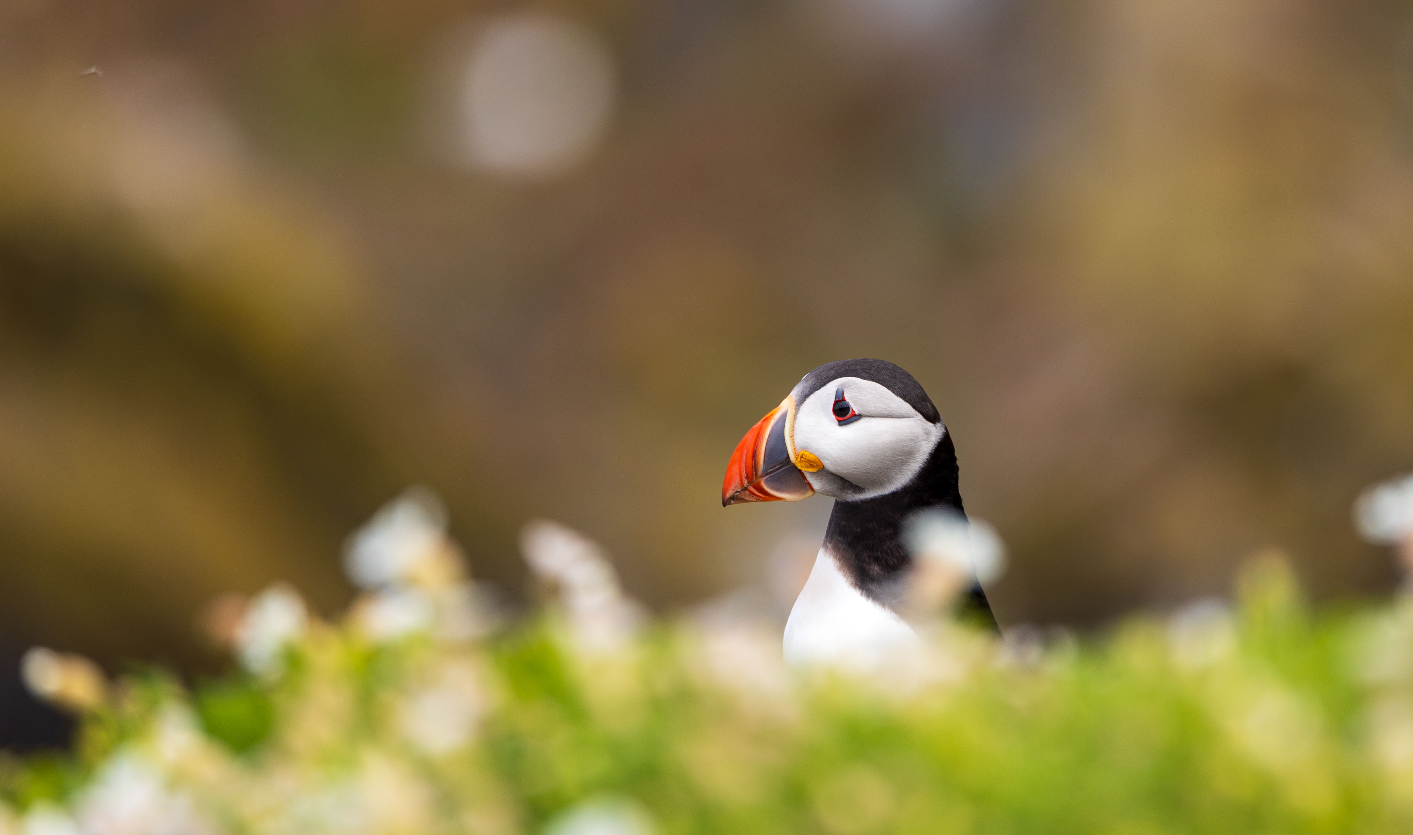 Image: Puffin 