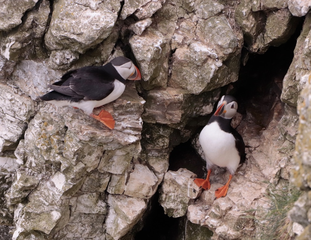 Image: Puffins In conversation