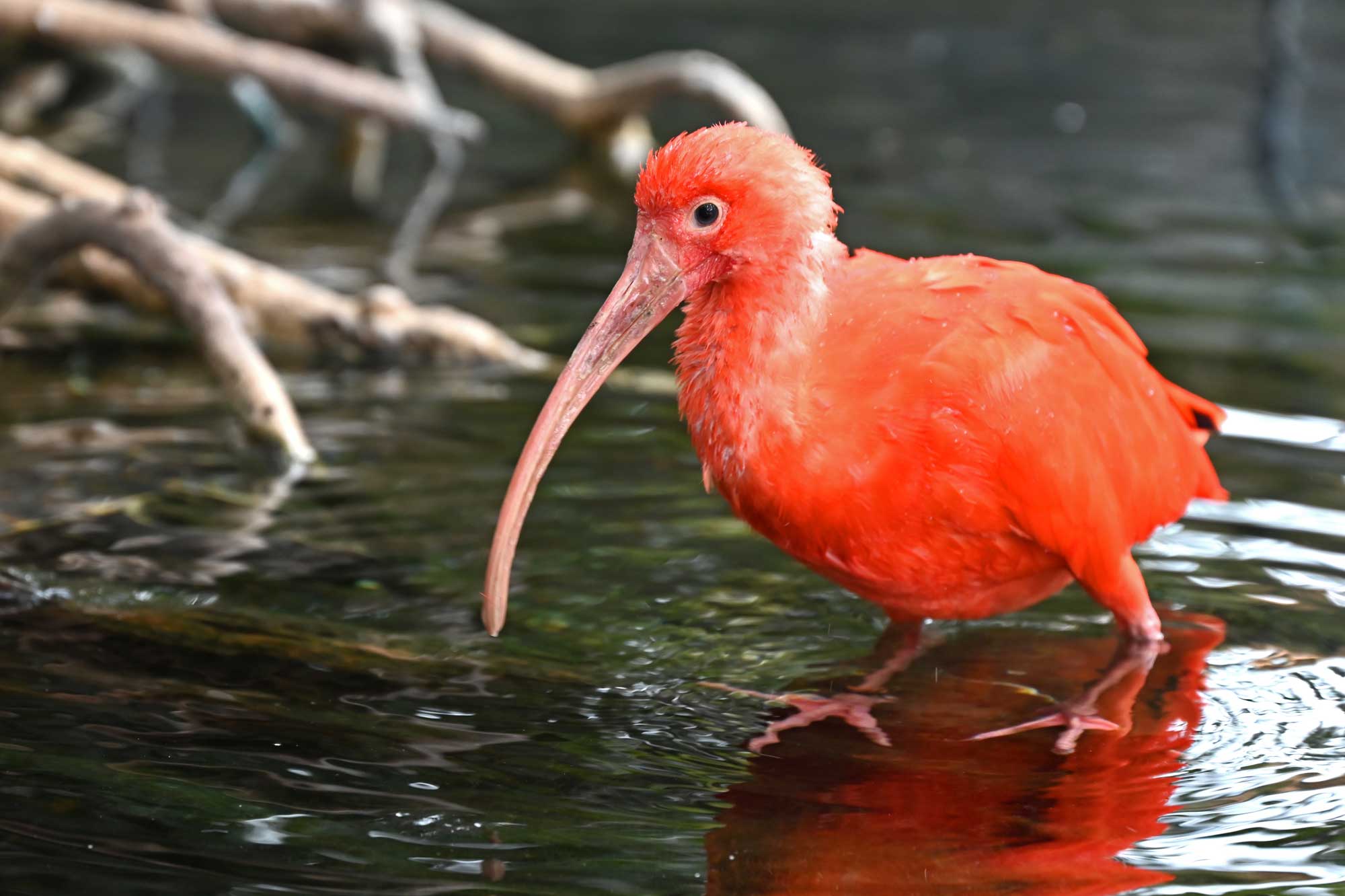 Image: Red Beauty