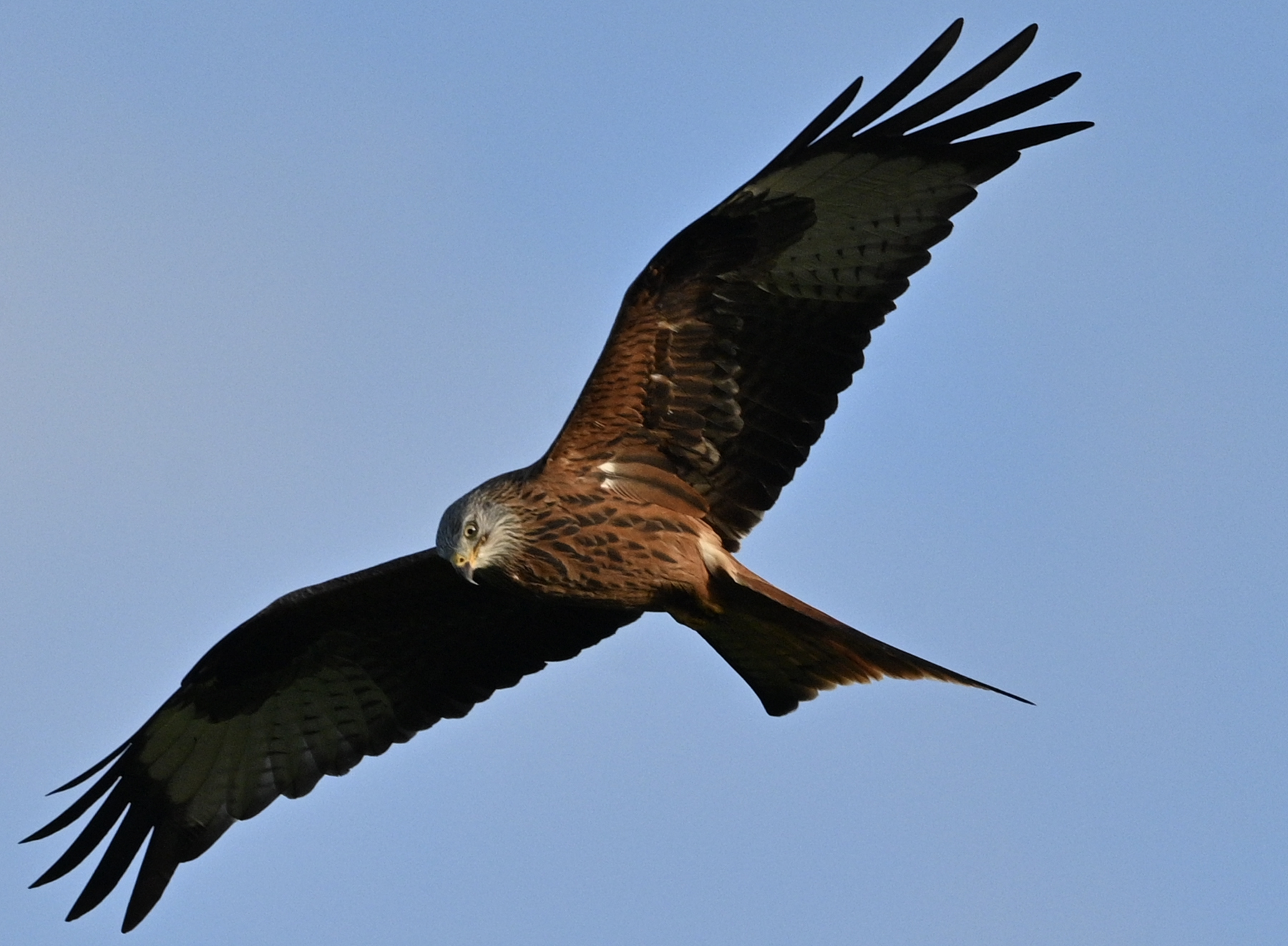 Image: Red Kite in the highlands 